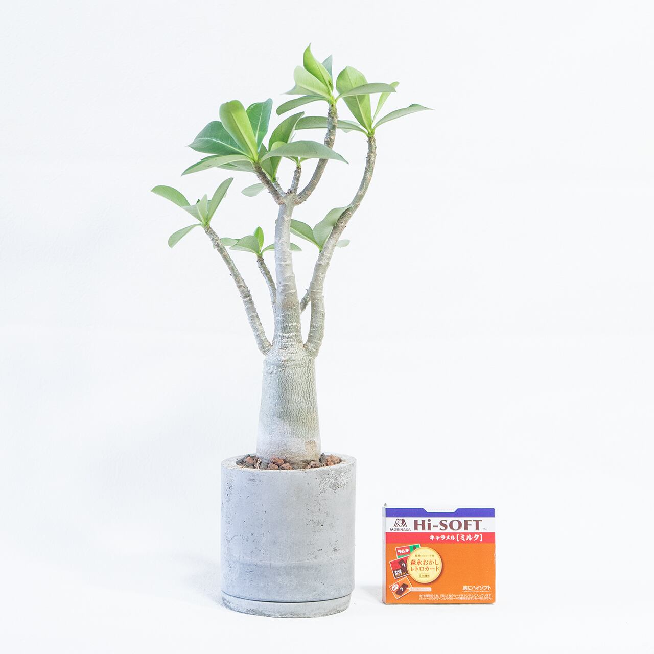 ≪ 多肉植物 ≫木のように整った樹形が魅力なタコ足アデニウムの鉢植え｜シンプルでお部屋を選ばない手作りモルタル鉢
