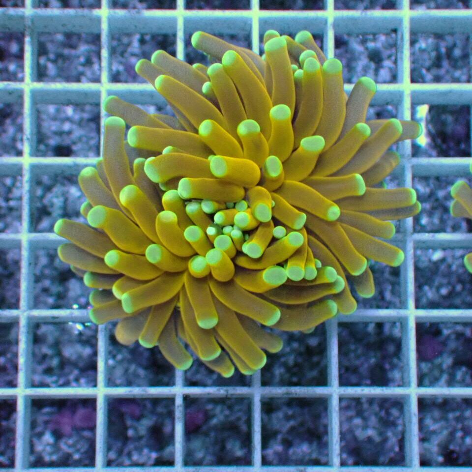 ハナ _ゴールドトーチ 24K フラグ ハナ _ゴールドトーチ 24K フラグ ハナサンゴの仲間 | チャーム