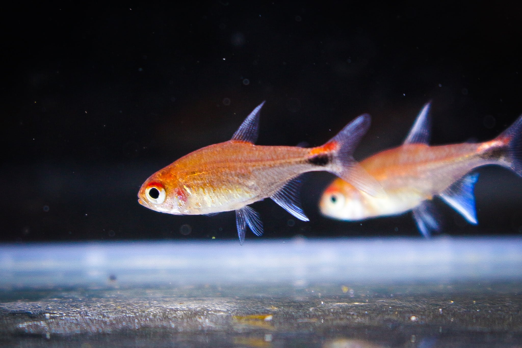 ディープレッドホタルテトラ | アクアショップ 青