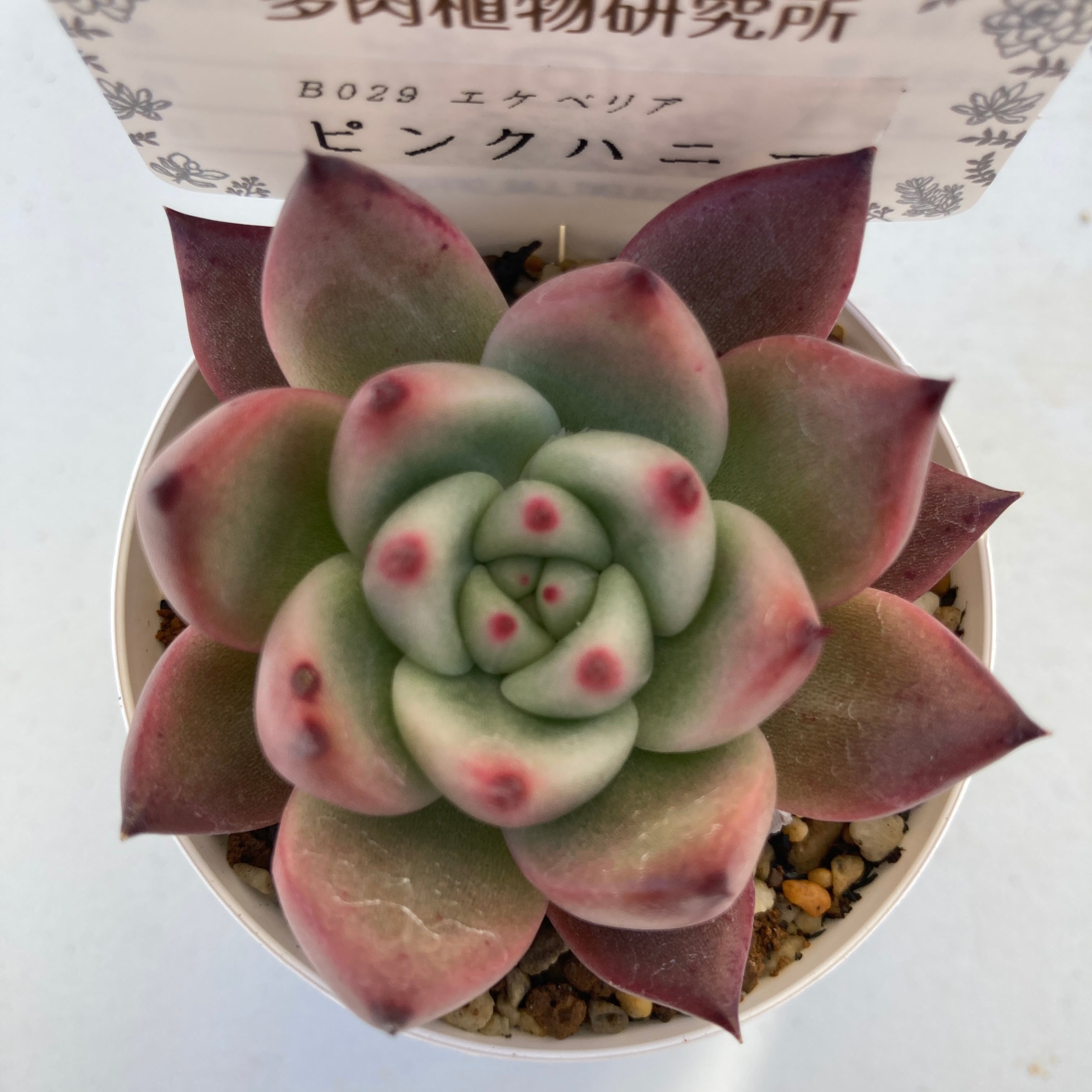 現物商品】ピンクハニー | 多肉植物研究所