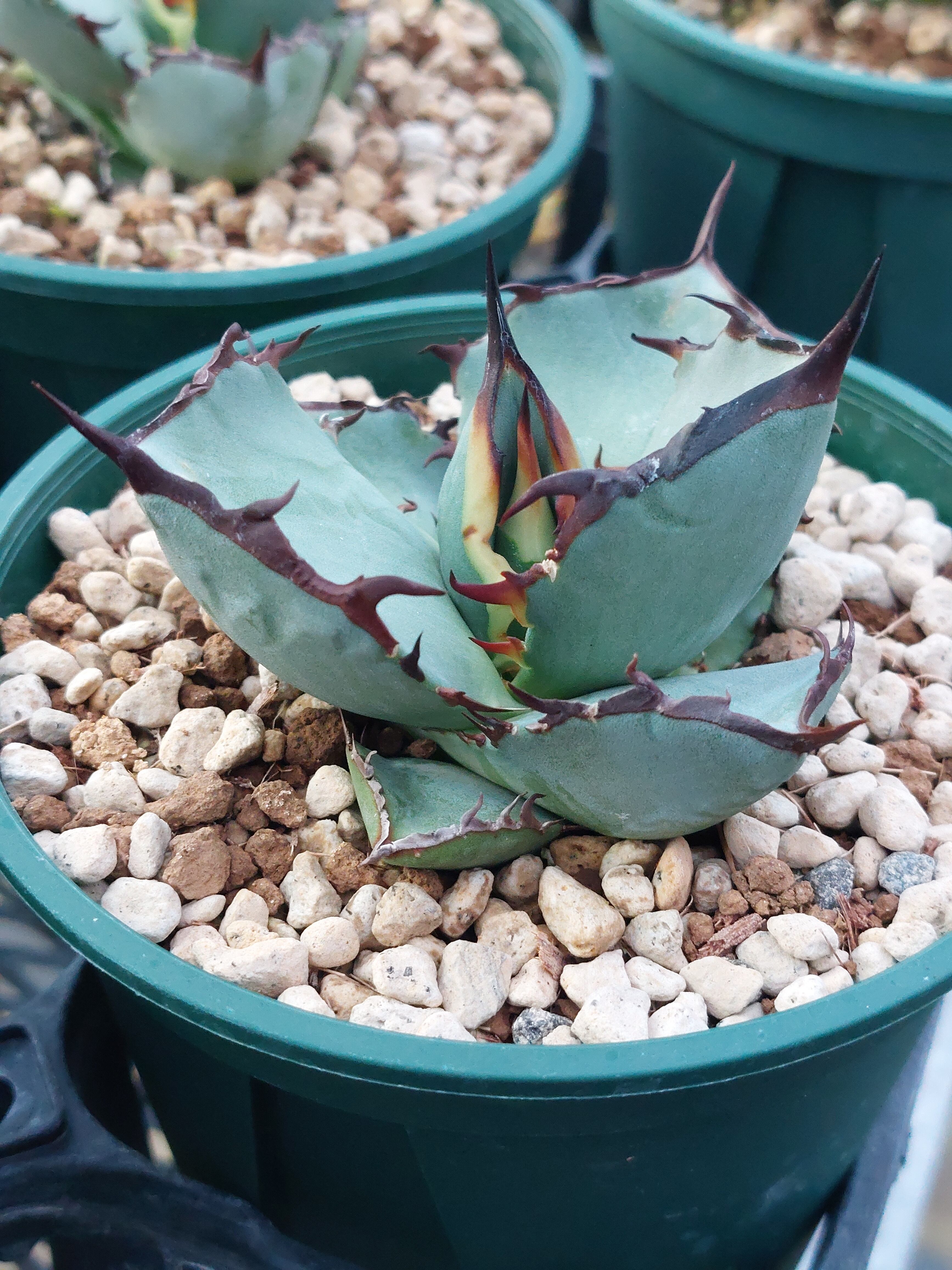 アガベ オテロイ 蟷螂 mantis 実生 胴切り 天芽 | YT_PLANTS_IZUMI