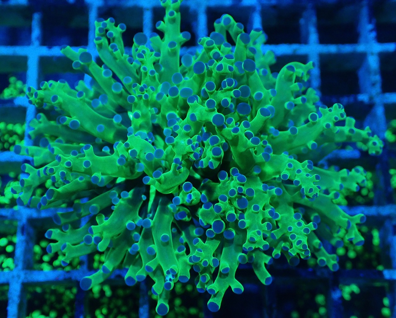 Paradivisa MettalicGreen 9