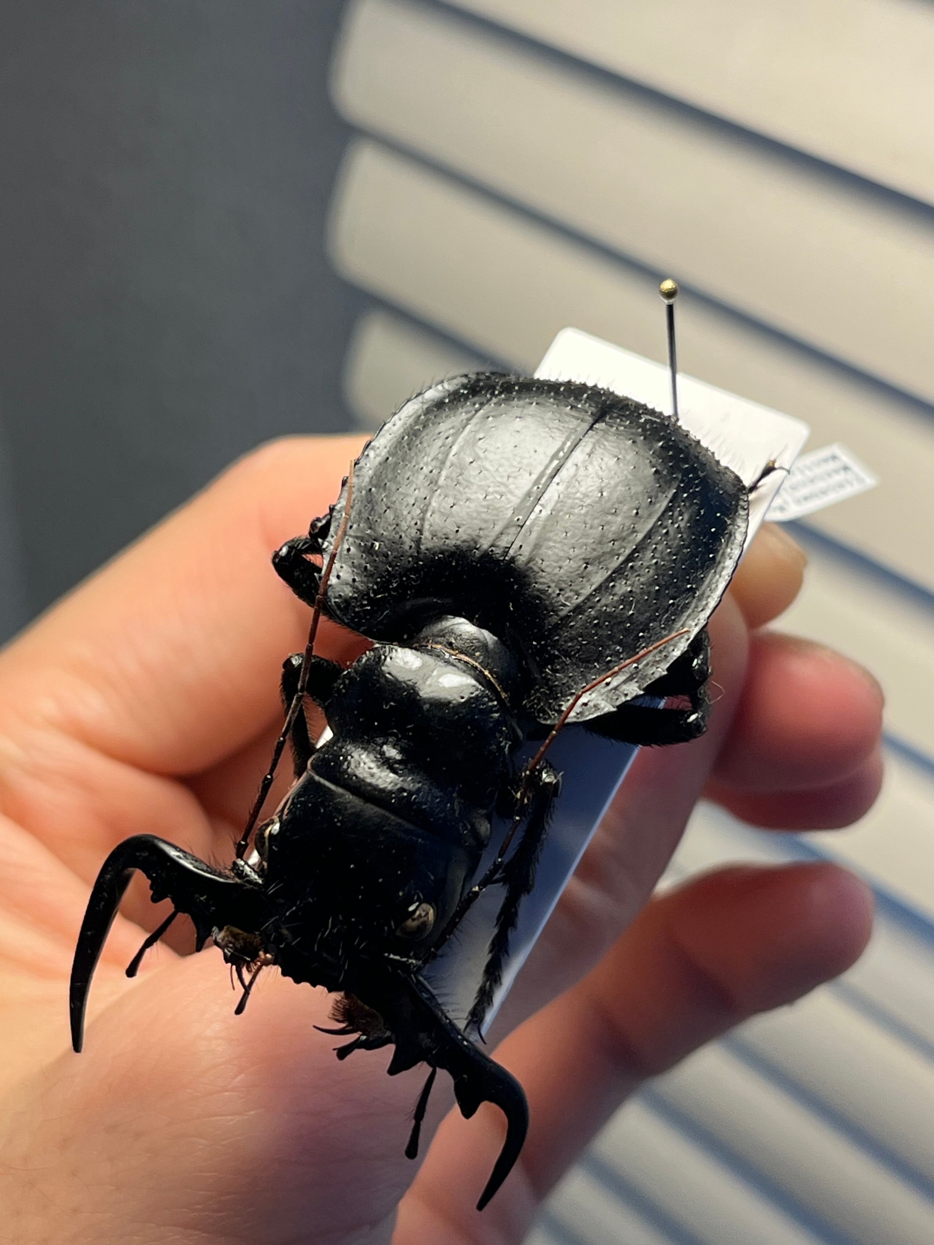 【大閻魔斑猫希少種】オオエンマハンミョウ Manticora 産 昆虫標本 オオエンマハンミョウ ♂ Manticora scabra 〈Mtwara , タンザニア産