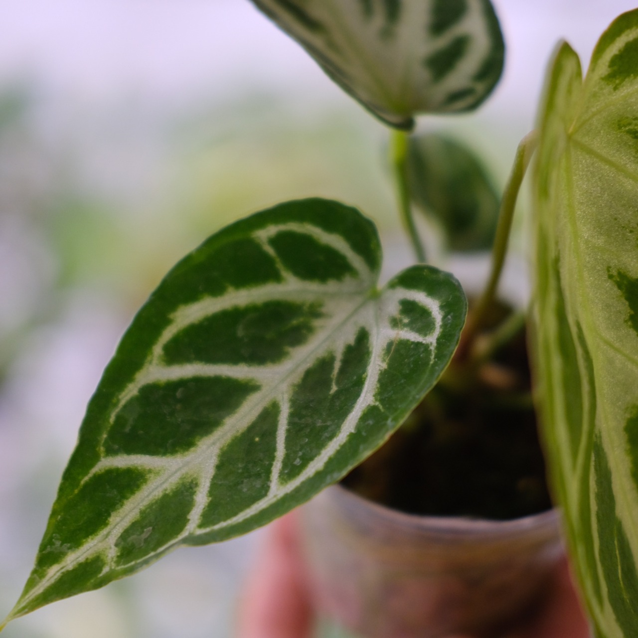アンスリウム ドラヤキ × シルバーブラッシュ / Anthurium Dorayaki × Anthurium Silver brush⑦ / 観葉植物<育て方・花言葉>