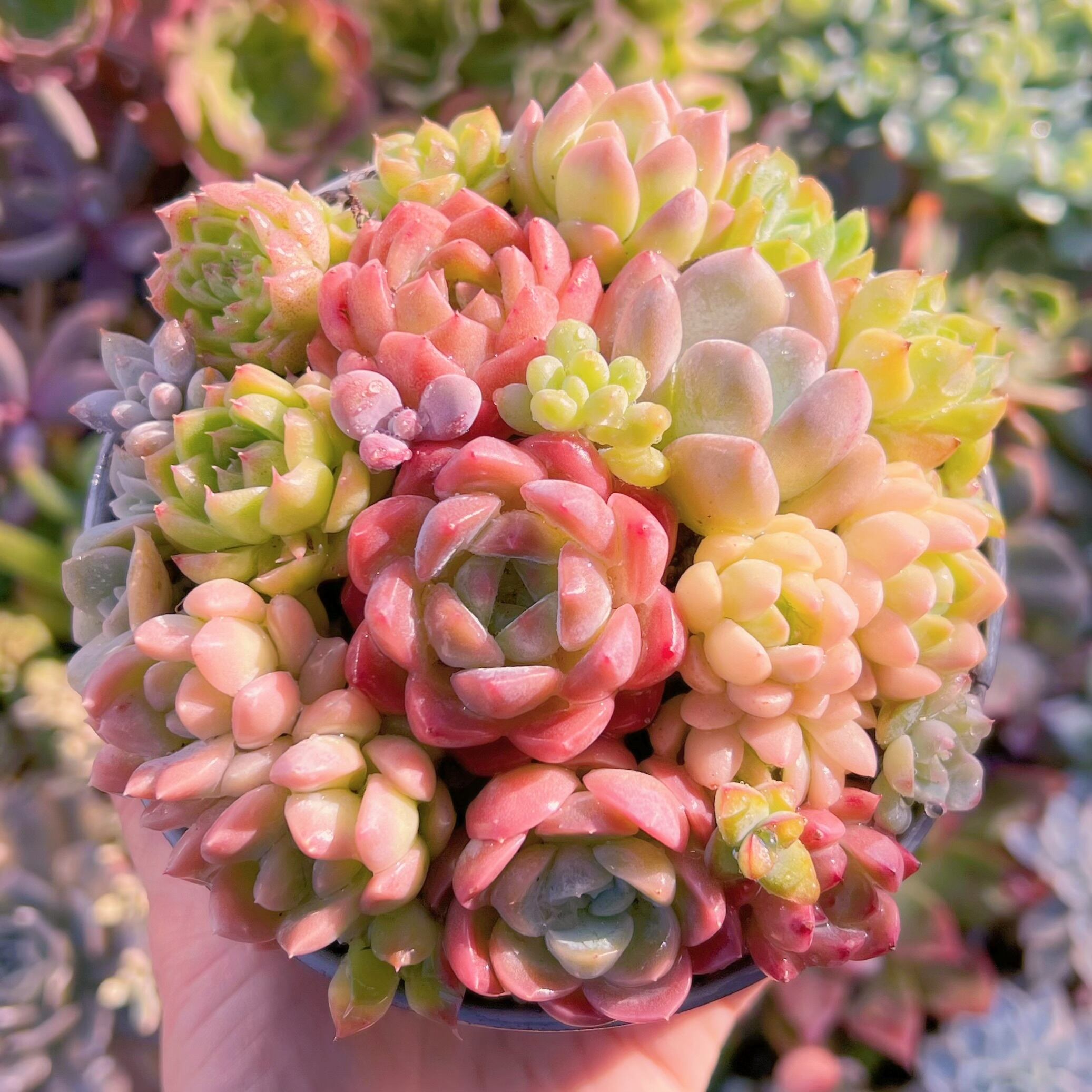 現品　 寄せ植えセット#713　るる農園