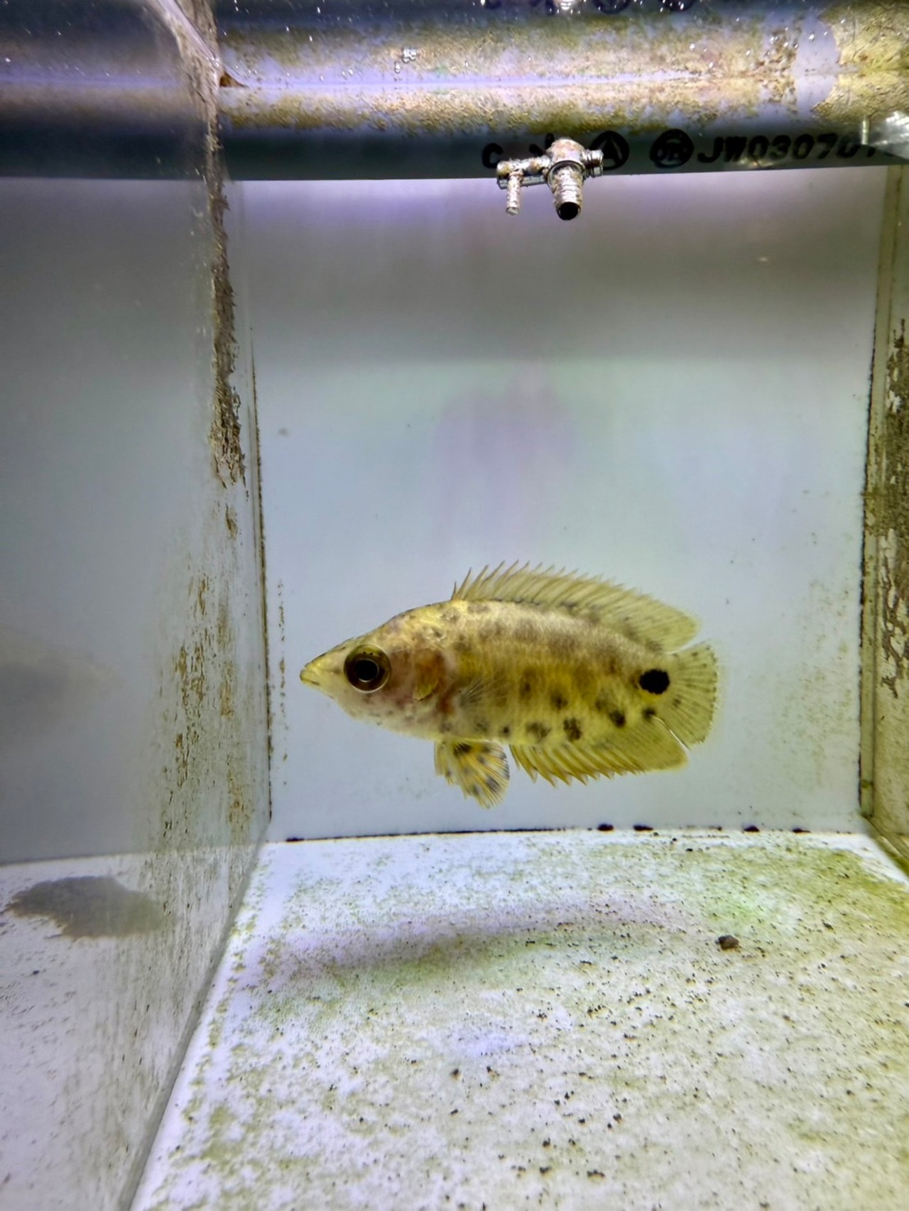 ワイルド・レオパードクテノポマ - 1