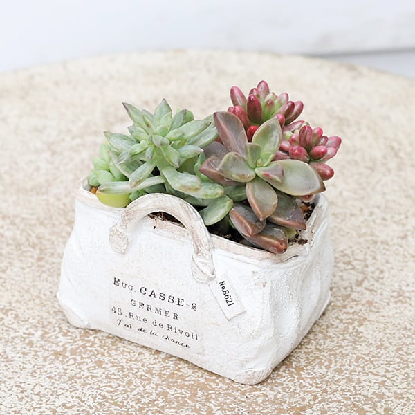 現品販売 かわいいプランター×ミニ多肉植物寄せ植え 多年草 鉢 雑貨