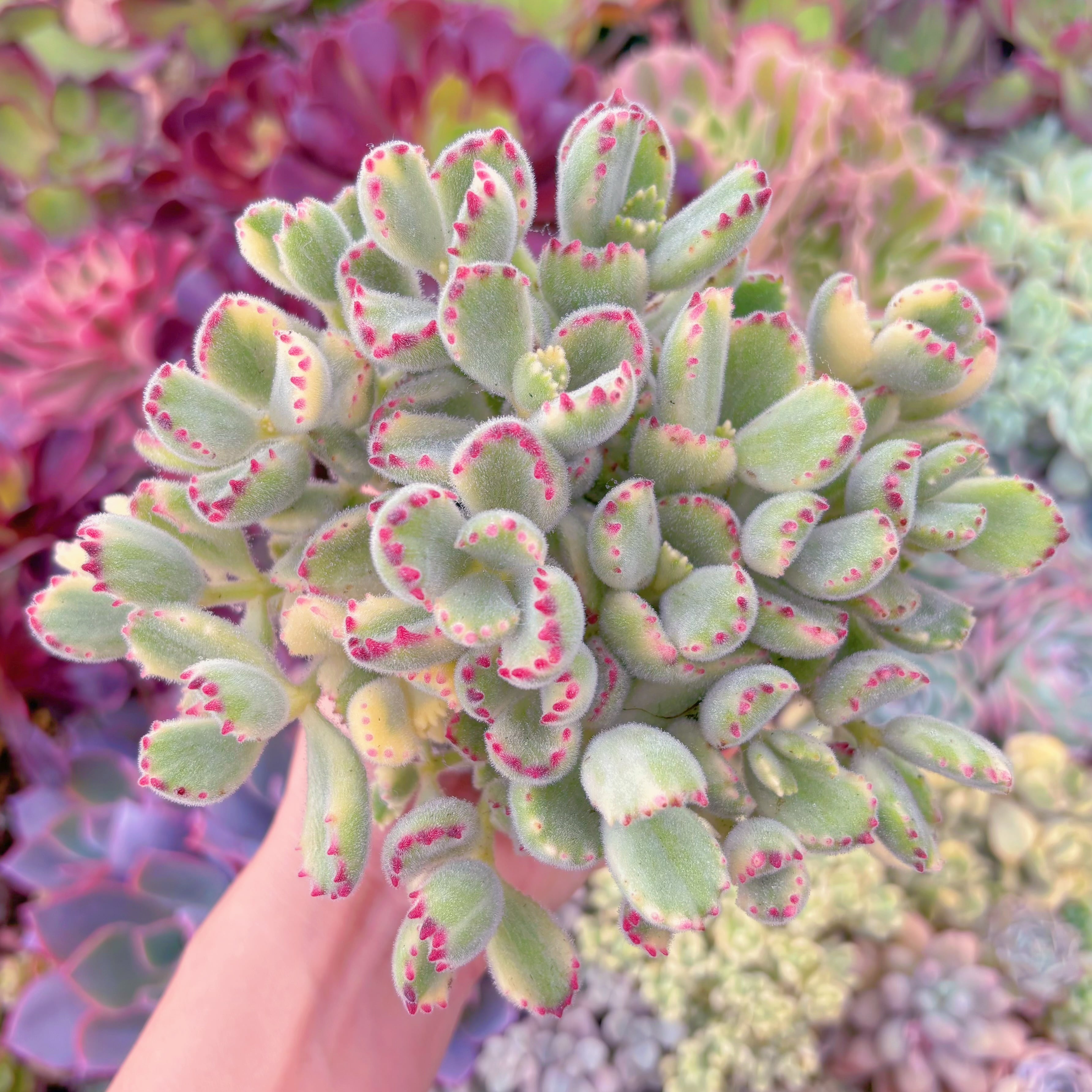 現品　白熊#096　るる農園