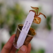 PEPEROMIA METARICA varigated / ペペロニア メタリカ