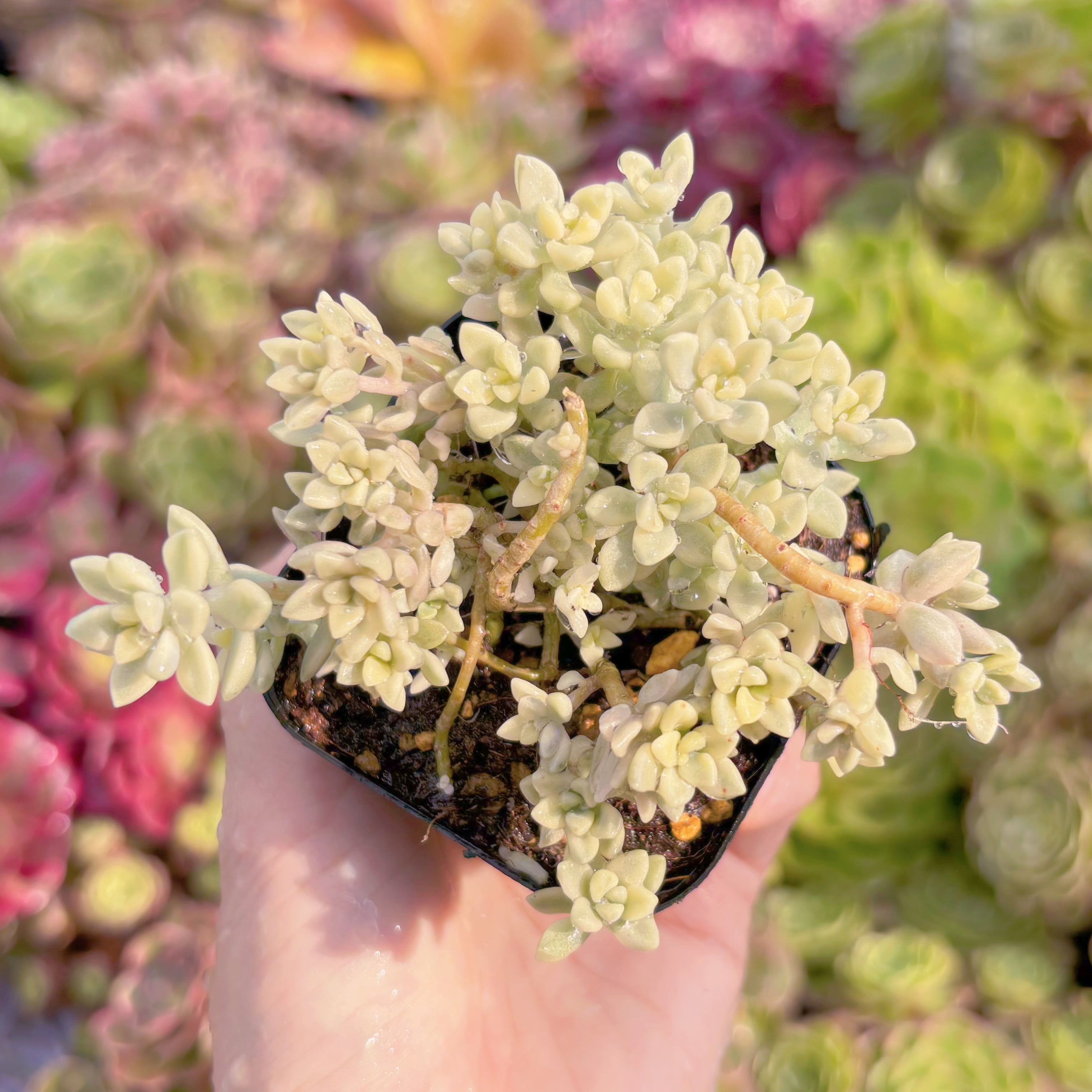 528現物 多肉植物 白牡丹錦 特大 | PAY ID