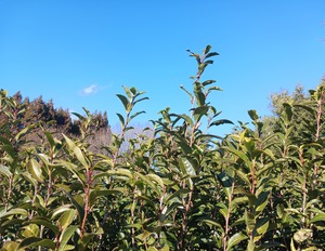 おひさま寒茶　リーフ5g