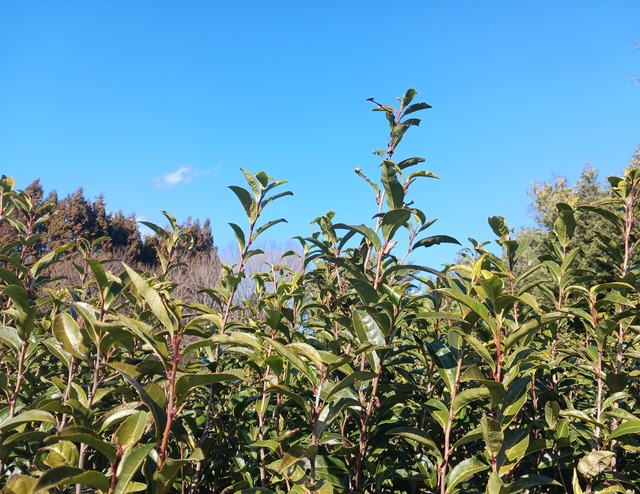 おひさま寒茶　リーフ5g