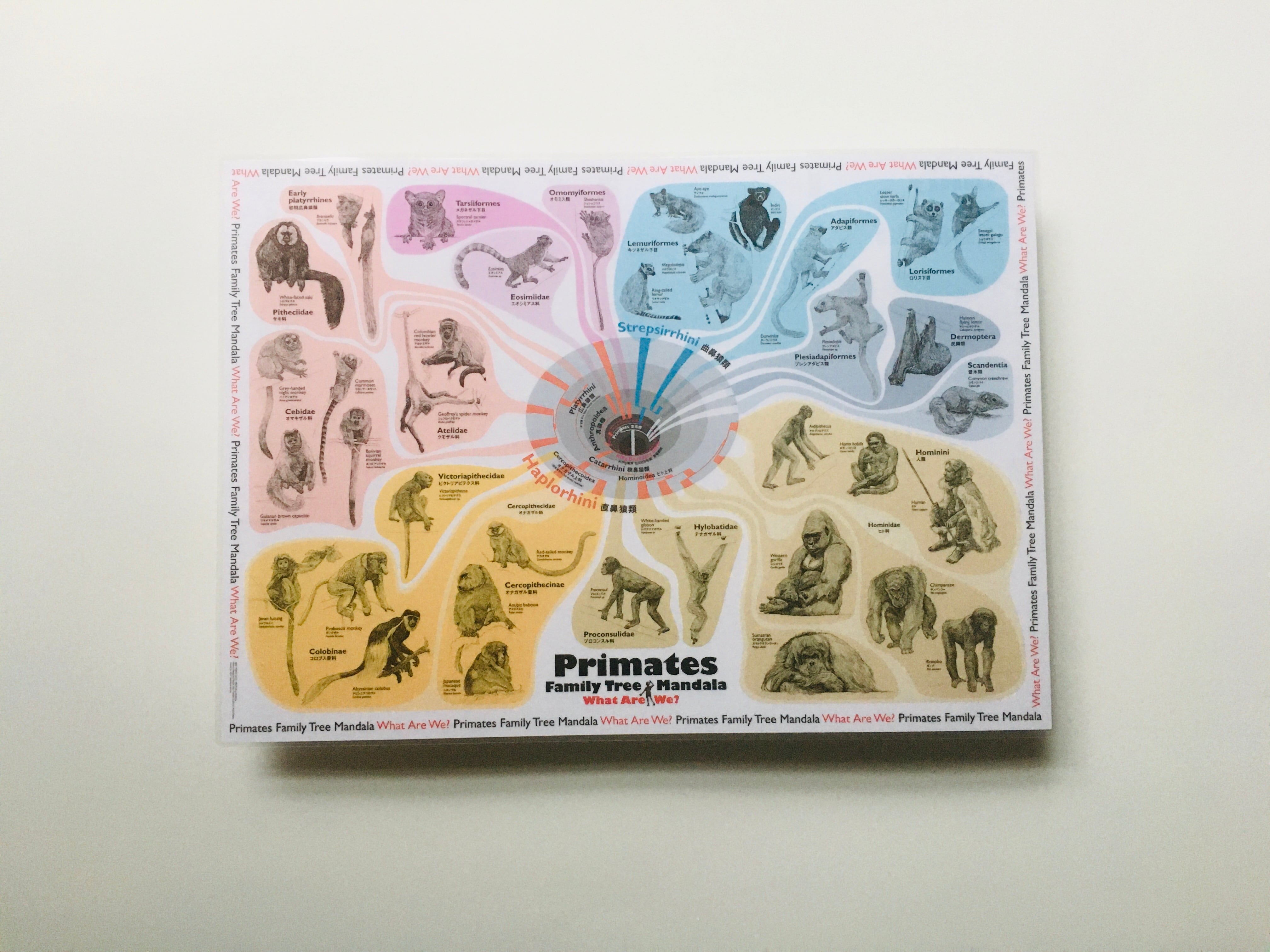サルの進化アートマップ/ラミネート】ランチョンマットにもなる