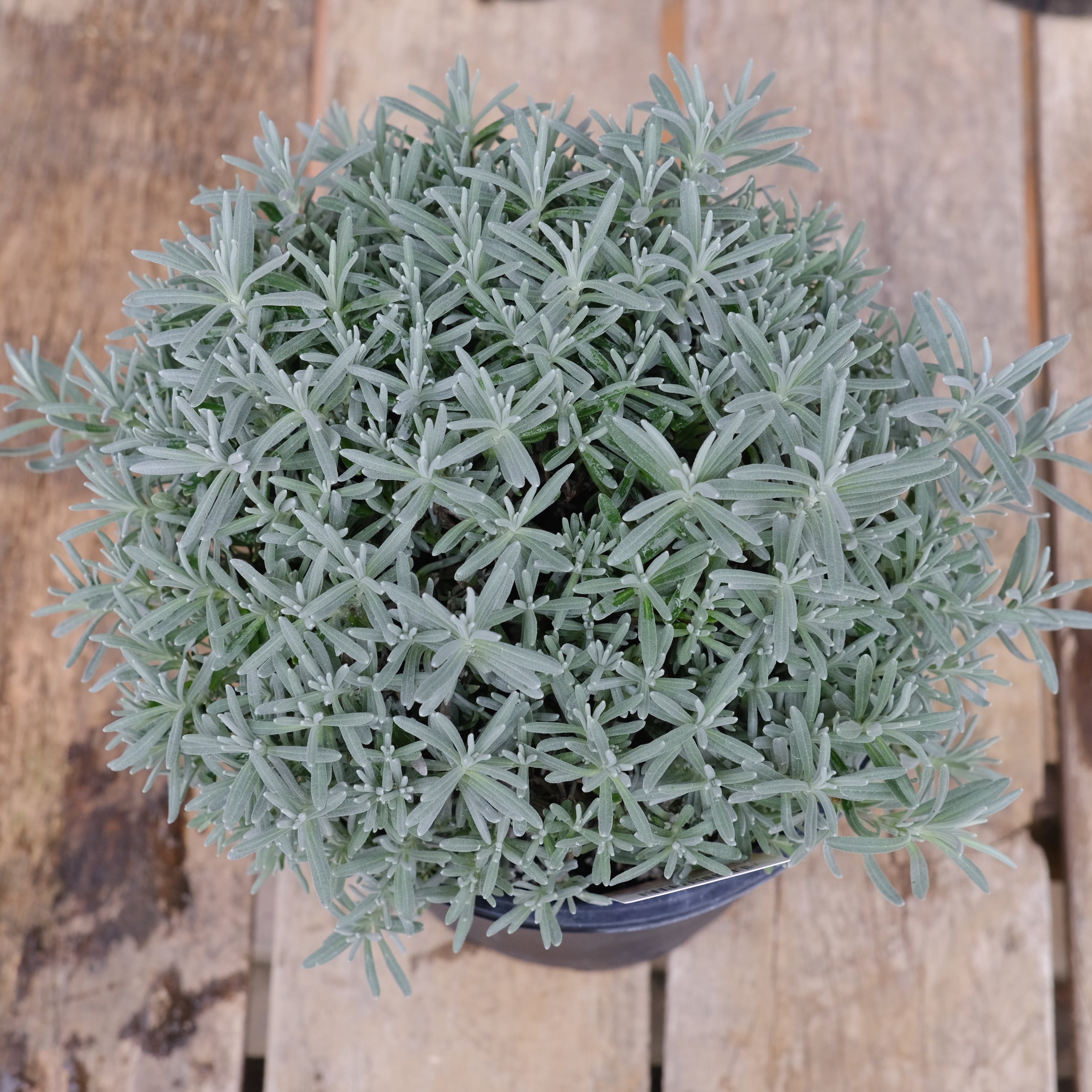 ラベンダー《 グロッソ ピンク 》 6号鉢 | グリーンギャラリーガーデンズ