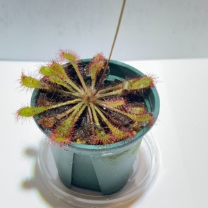 Drosera anglica × tokaiensis ナガバノモウセンゴケ×トウカイモウセンゴケ