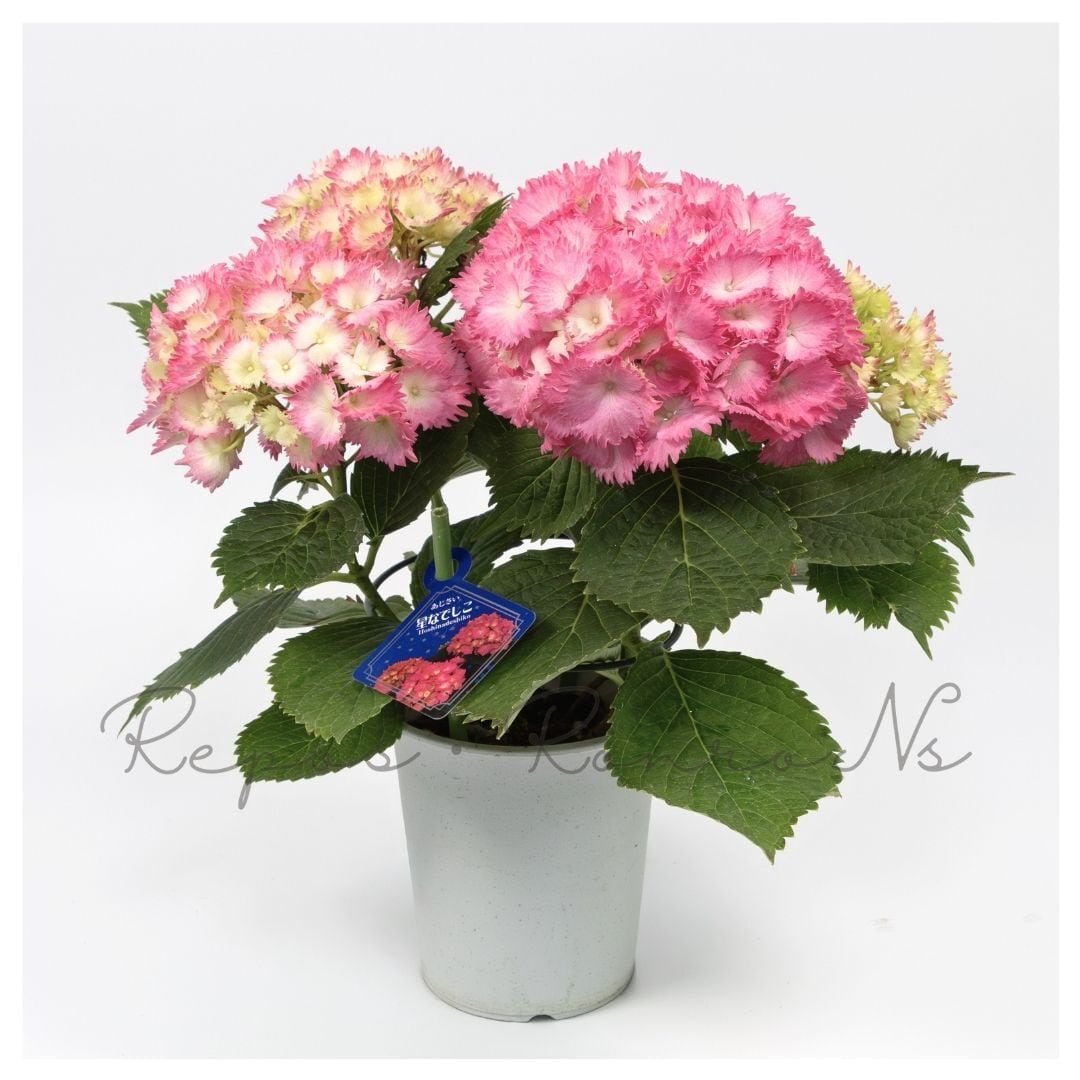 アジサイ：星なでしこ（4号鉢） ハイドランジア アジサイ 苗木 鉢植え