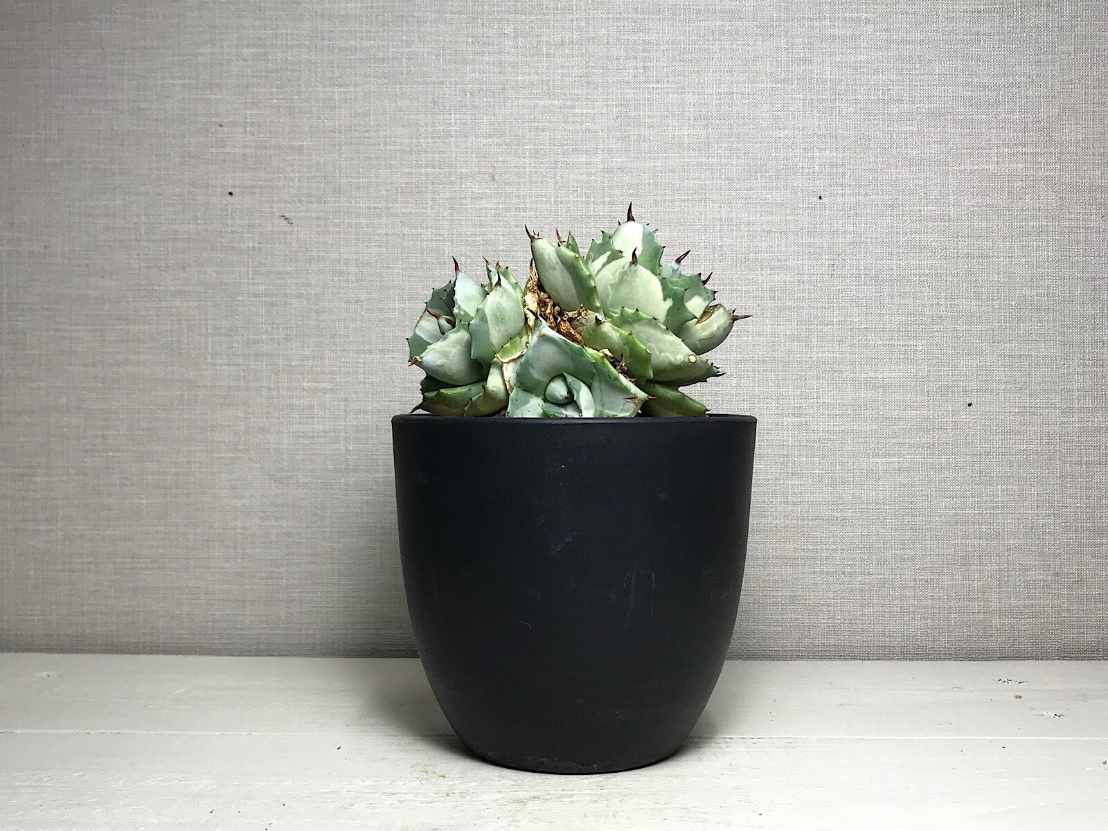 アガベ ポタトルム ’王妃雷神錦’