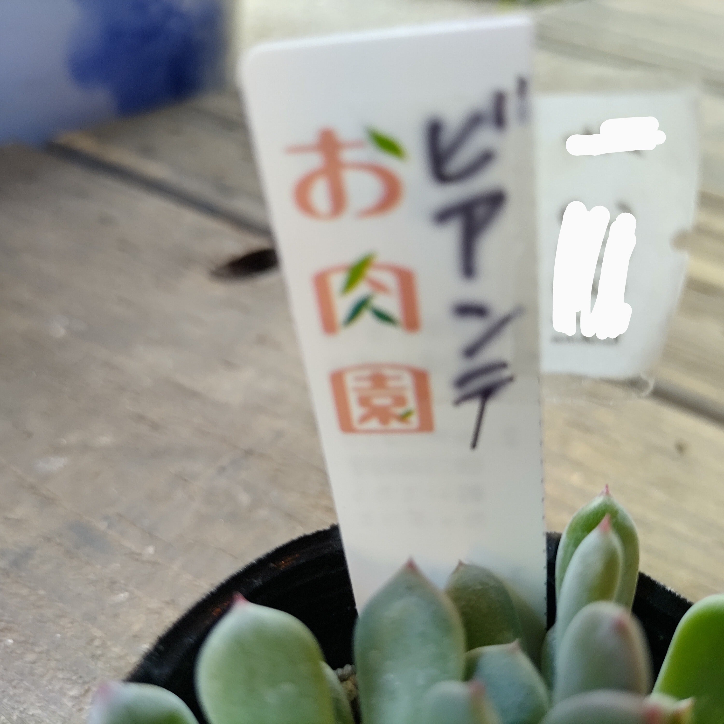 ビアンテ | RuPo 多肉植物専門店