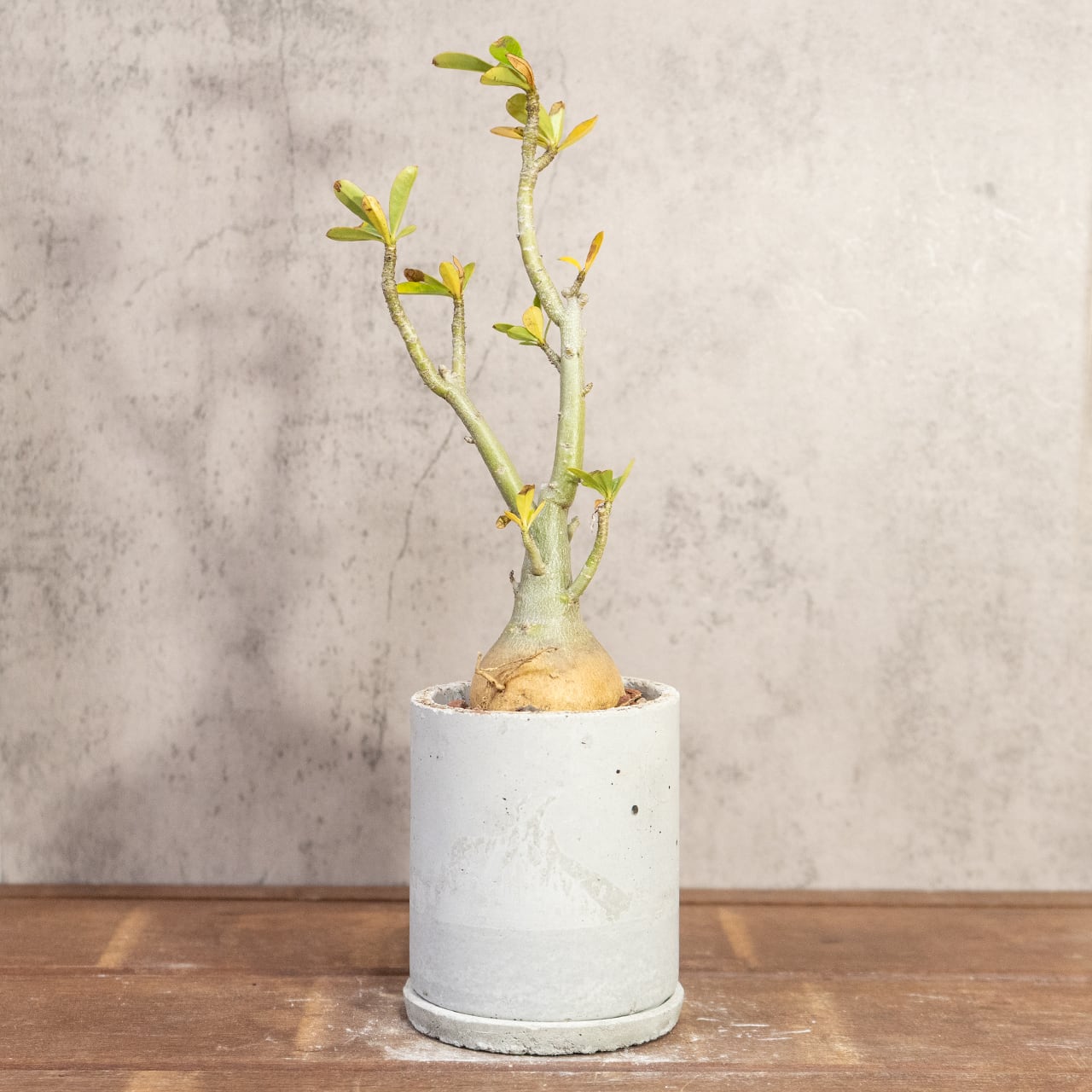 アデニウム・オベスム｜丸い塊根×スタイリッシュ枝ぶりの一点物【手作りモルタル鉢】
