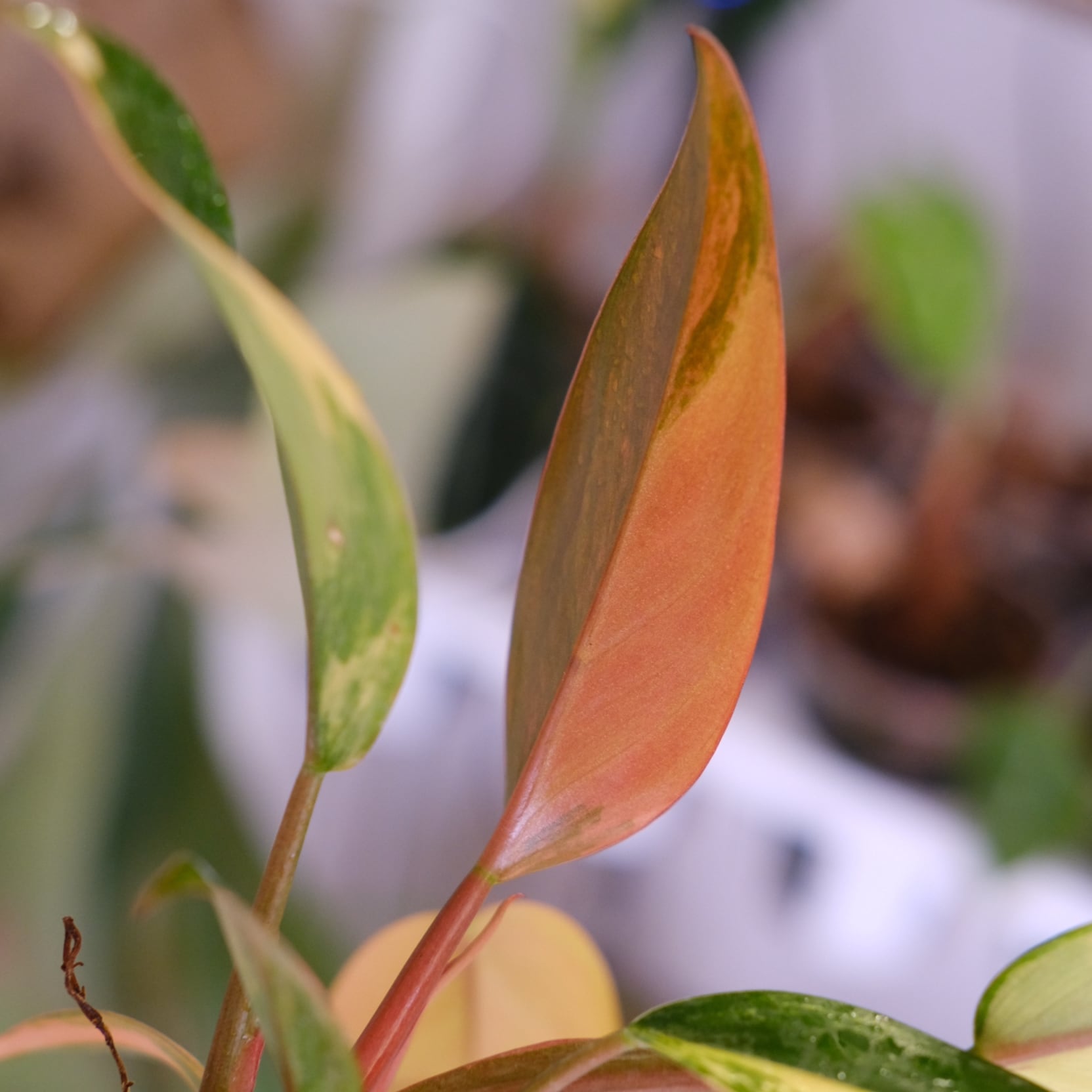 フィロデンドロン・レッドコンゴ④│Philodendron Red Congo