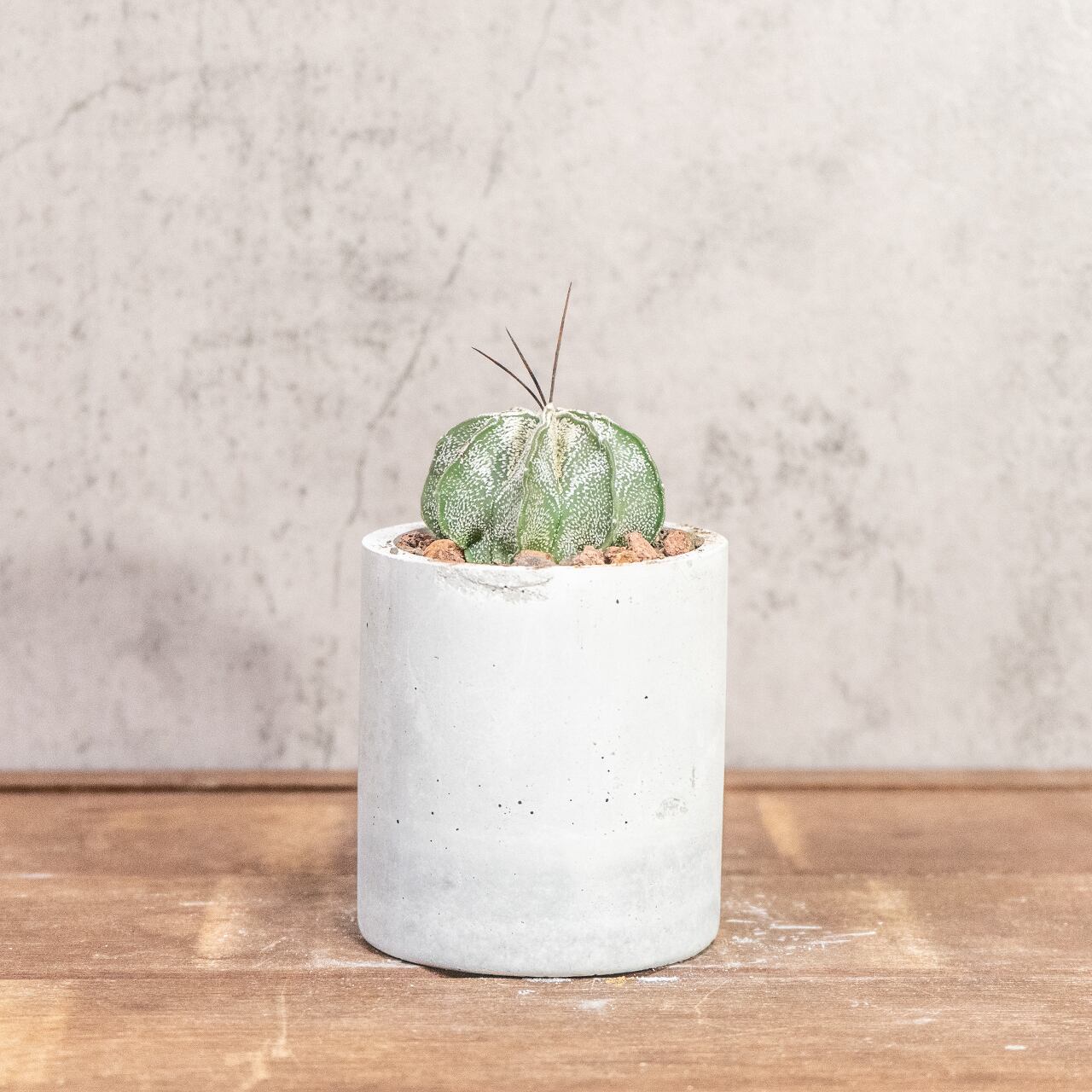 ニベウム(Astrophytum niveum)|雪のような白斑が美しいアストロフィツム属の逸品【虫発生抑制/手作りモルタル鉢】