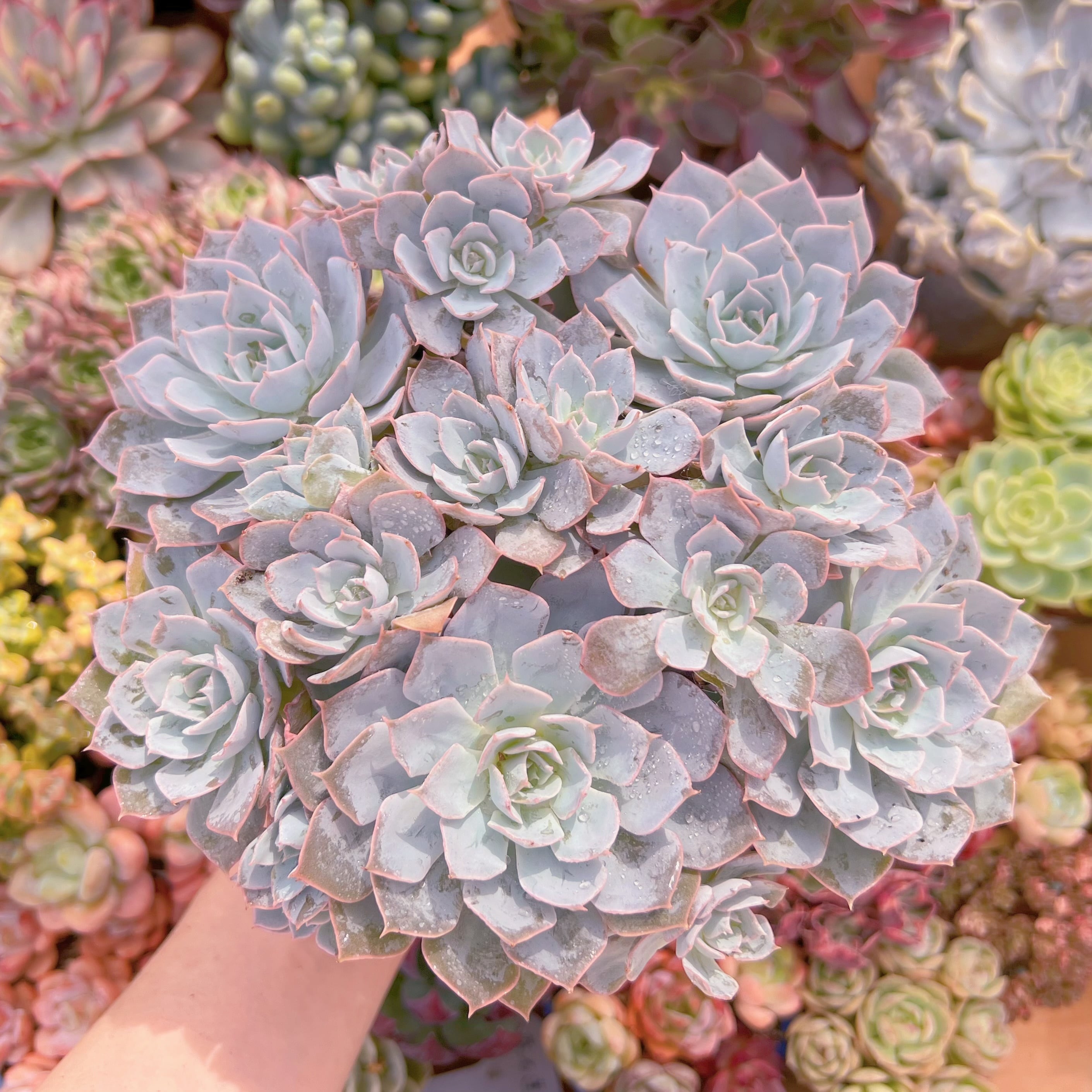 現品　デスメチアナ#F088　大群生　るる農園