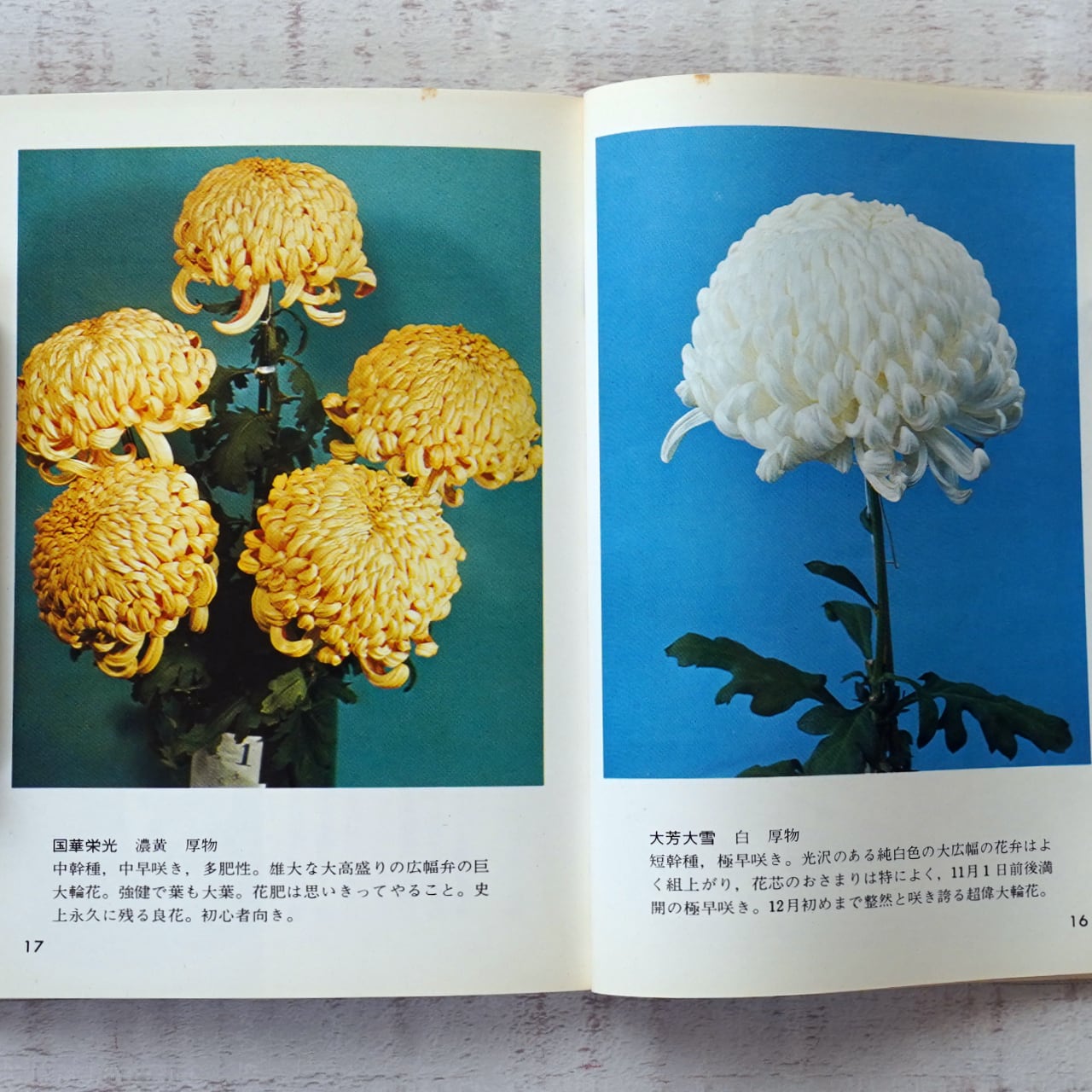 菊づくり (カラーブックス333) 菱田清次 | タイムカプセル