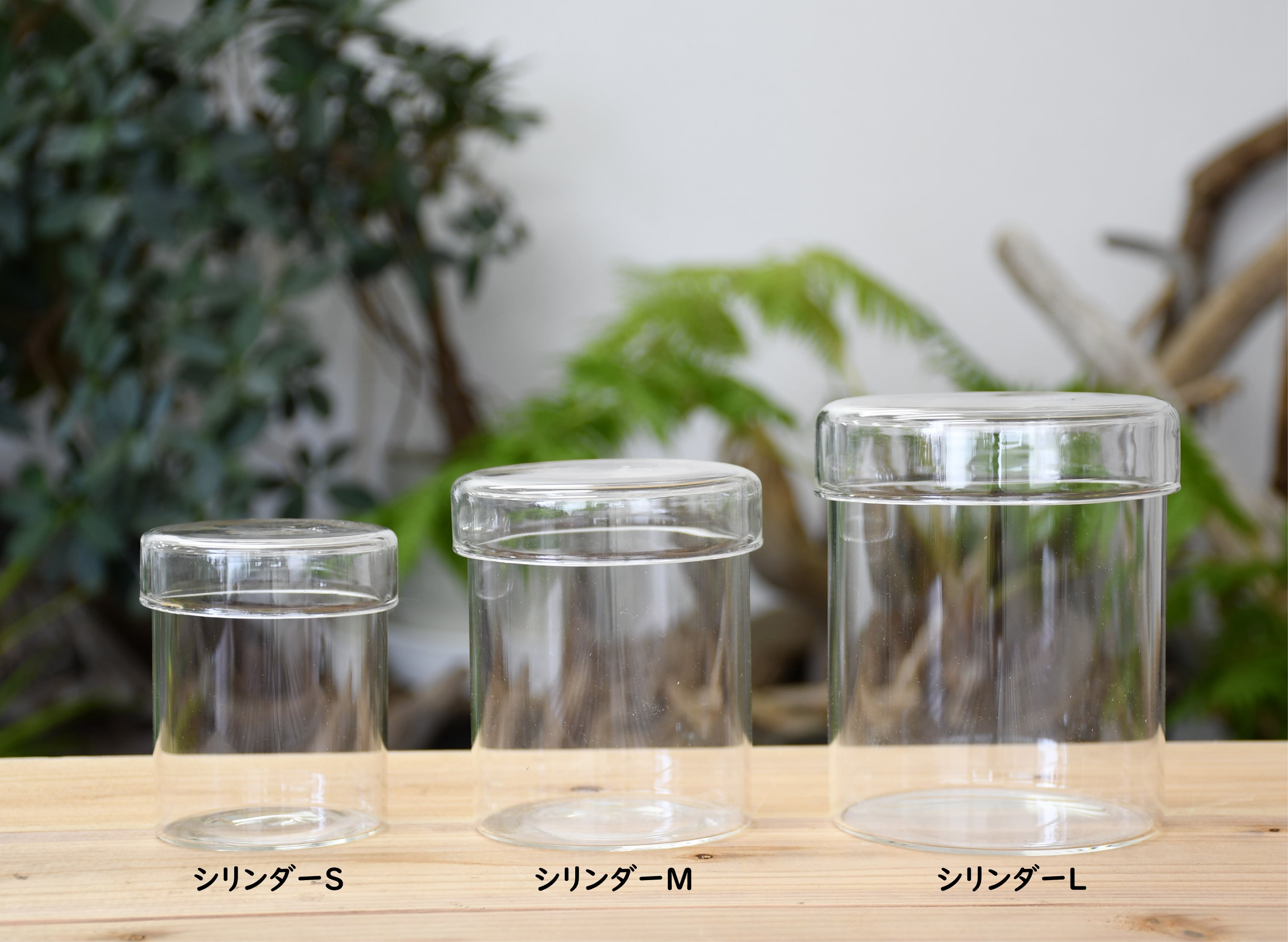 ガラス容器】シリンダーL（直径103xh123mm）◇高さのあるコケの