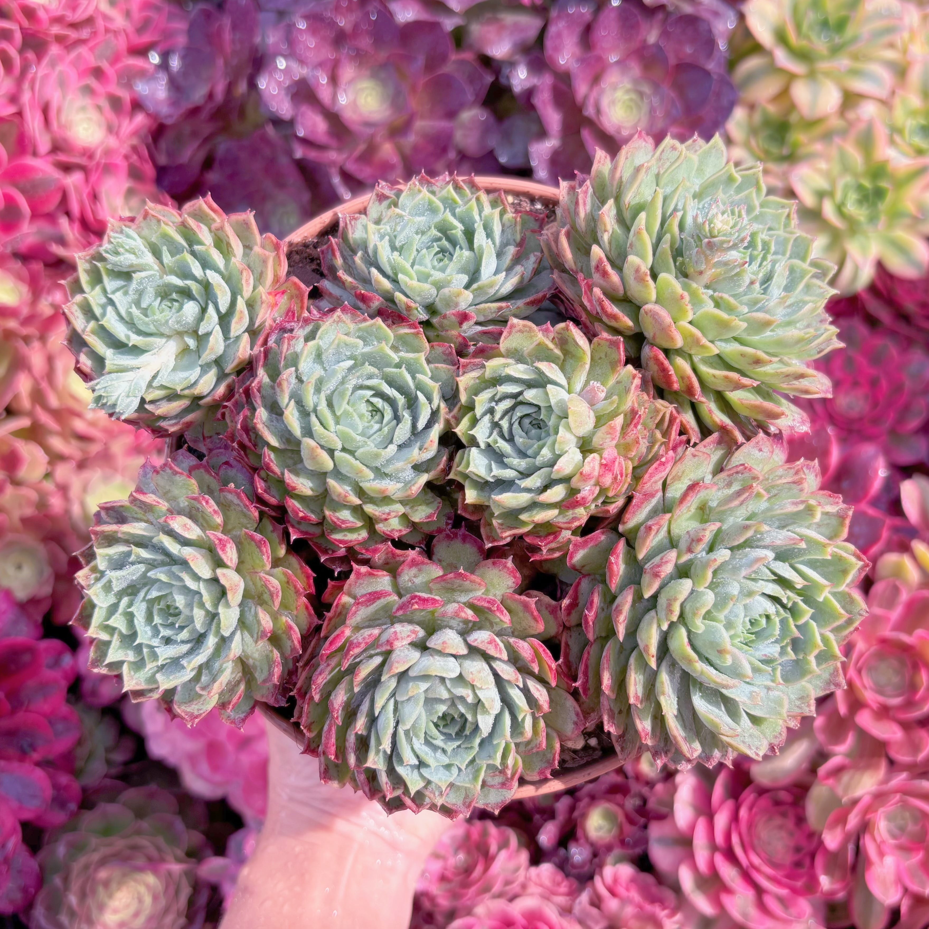 現品　朱砂痣#M253　特特大群生　新入荷　るる農園