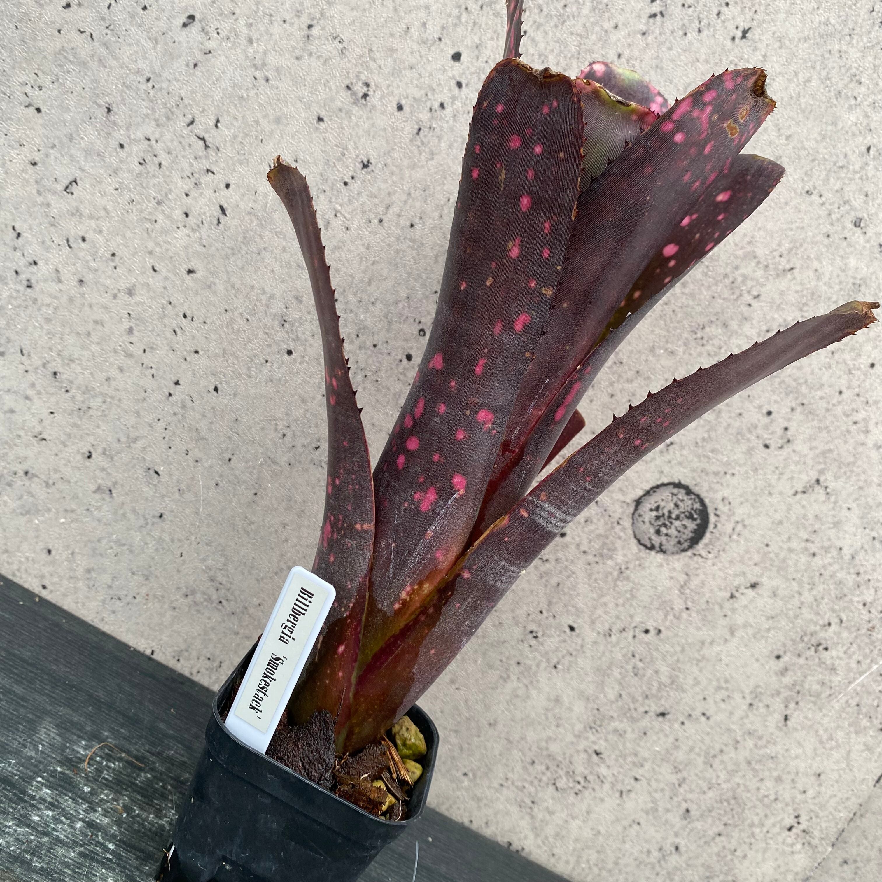 タンクブロメリア エクメア『Roberto Menescal』 | Planet Plants