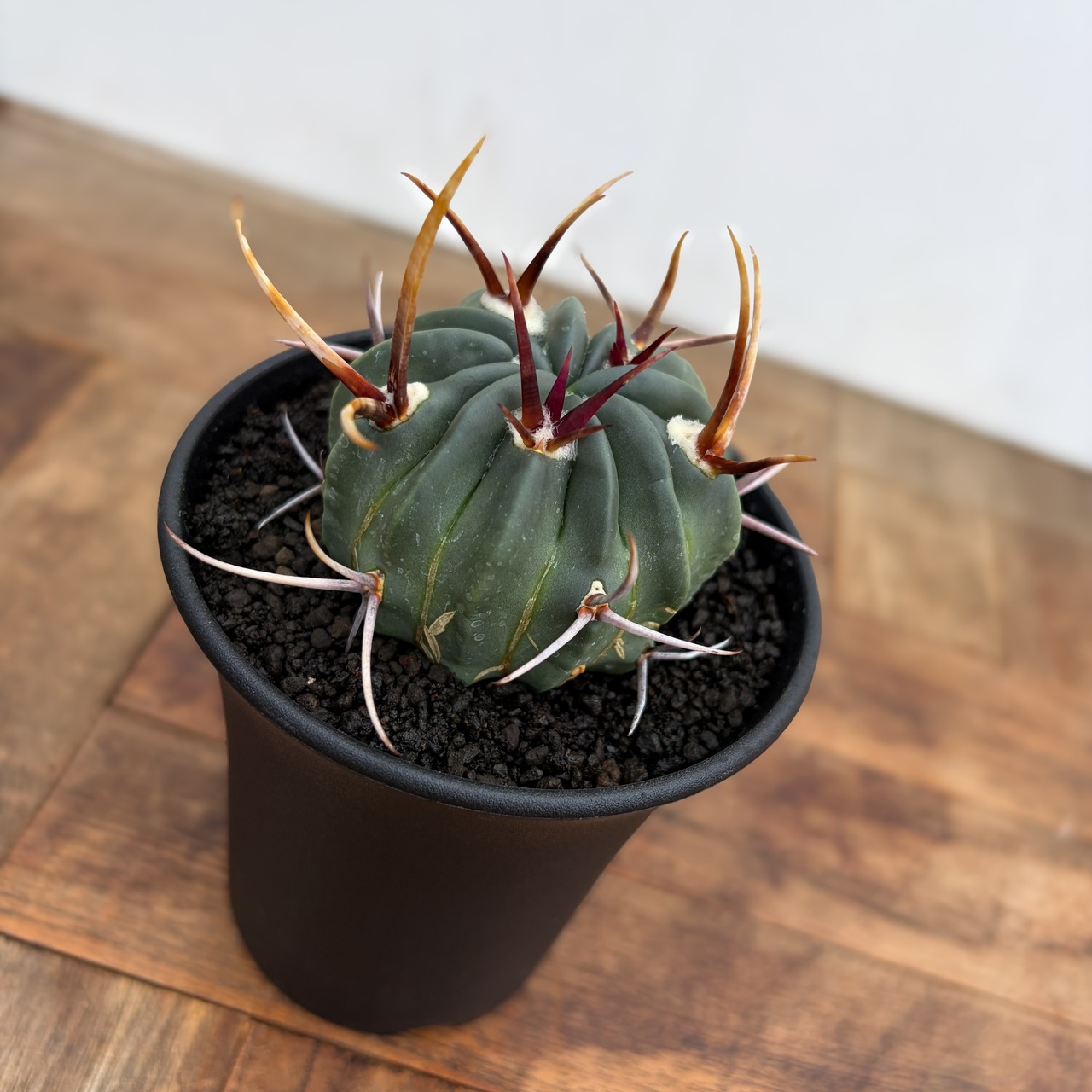 Echinofossulocactus coptonogonus【エキノフォスロカクタス・強棘竜剣丸】