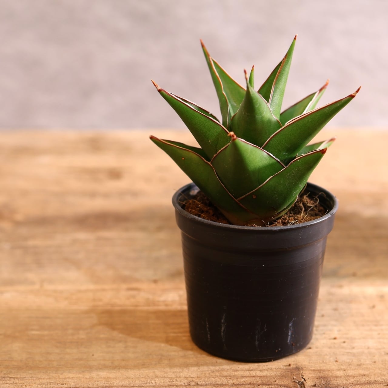 311 凛として育つ『サンスベリア タワーブルー』観葉植物 【送料無料