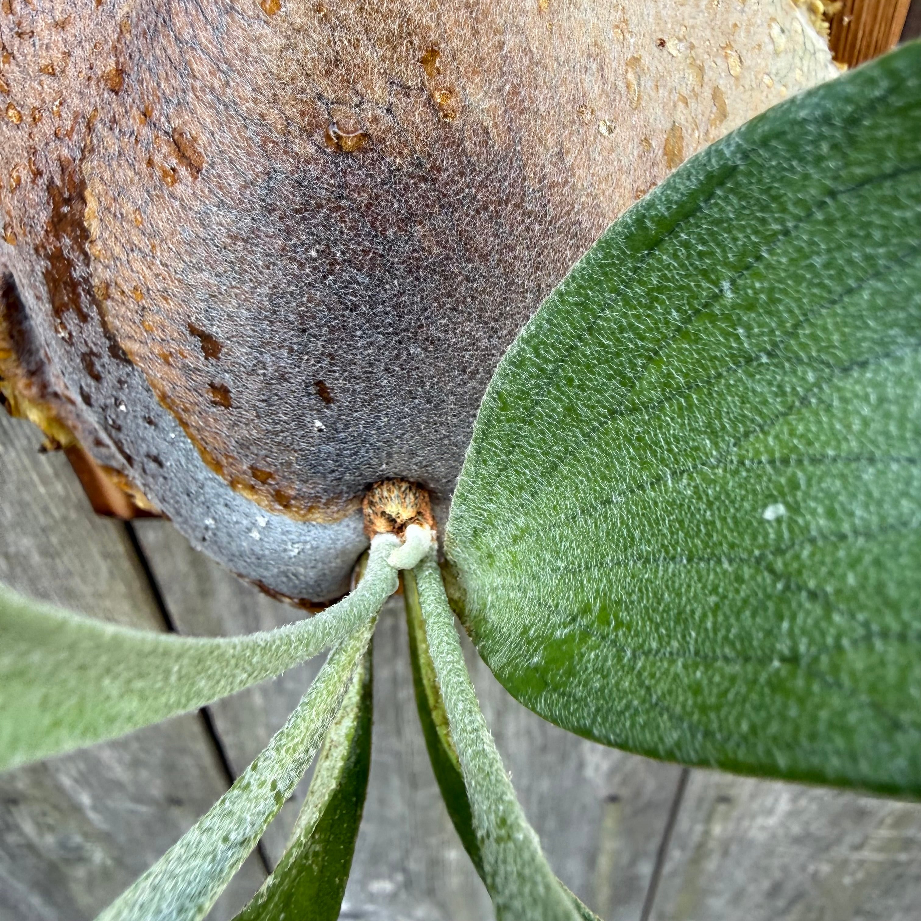 P.Kiyohime sporeling | naturefix