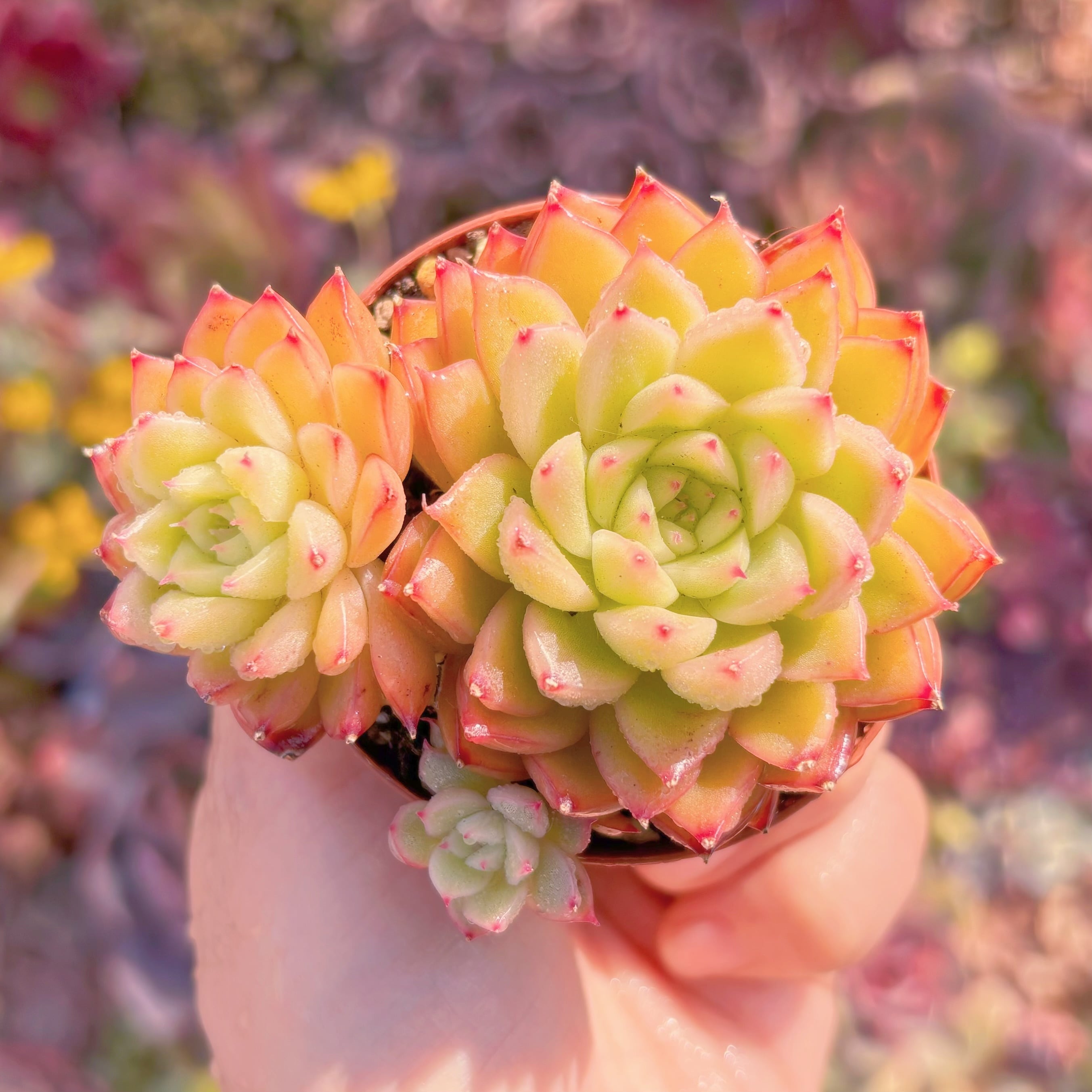 多肉植物　閃光　新入荷　るる農園