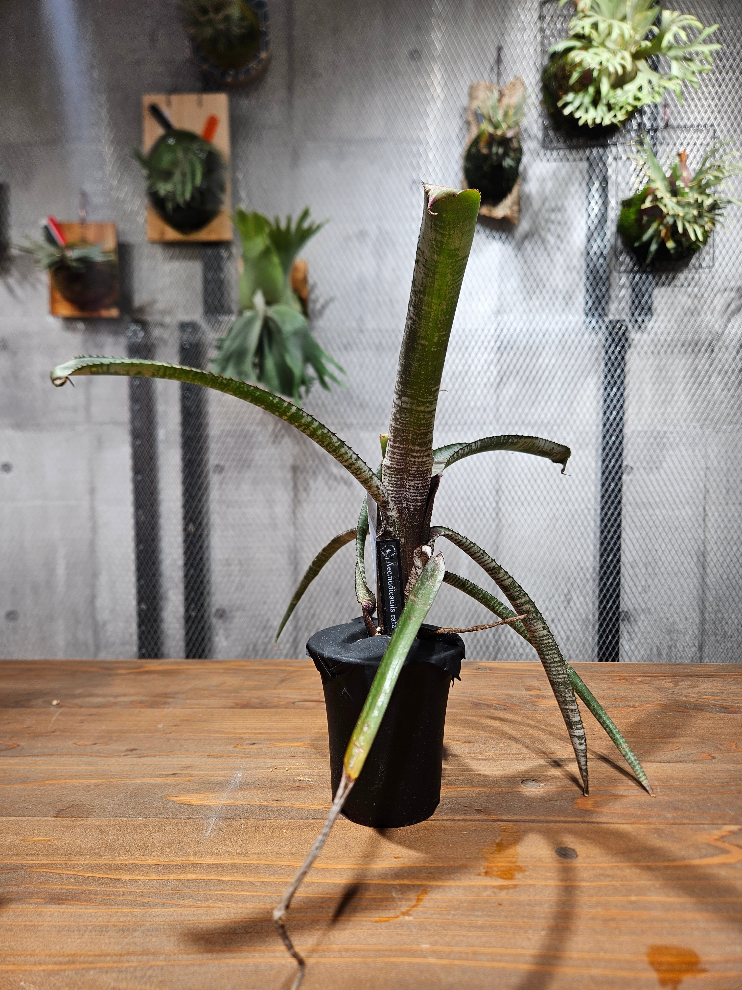 Aechmea. nudicaulis Rafa【artPLANTs/PLANTS GARAGE】 nudicaulis