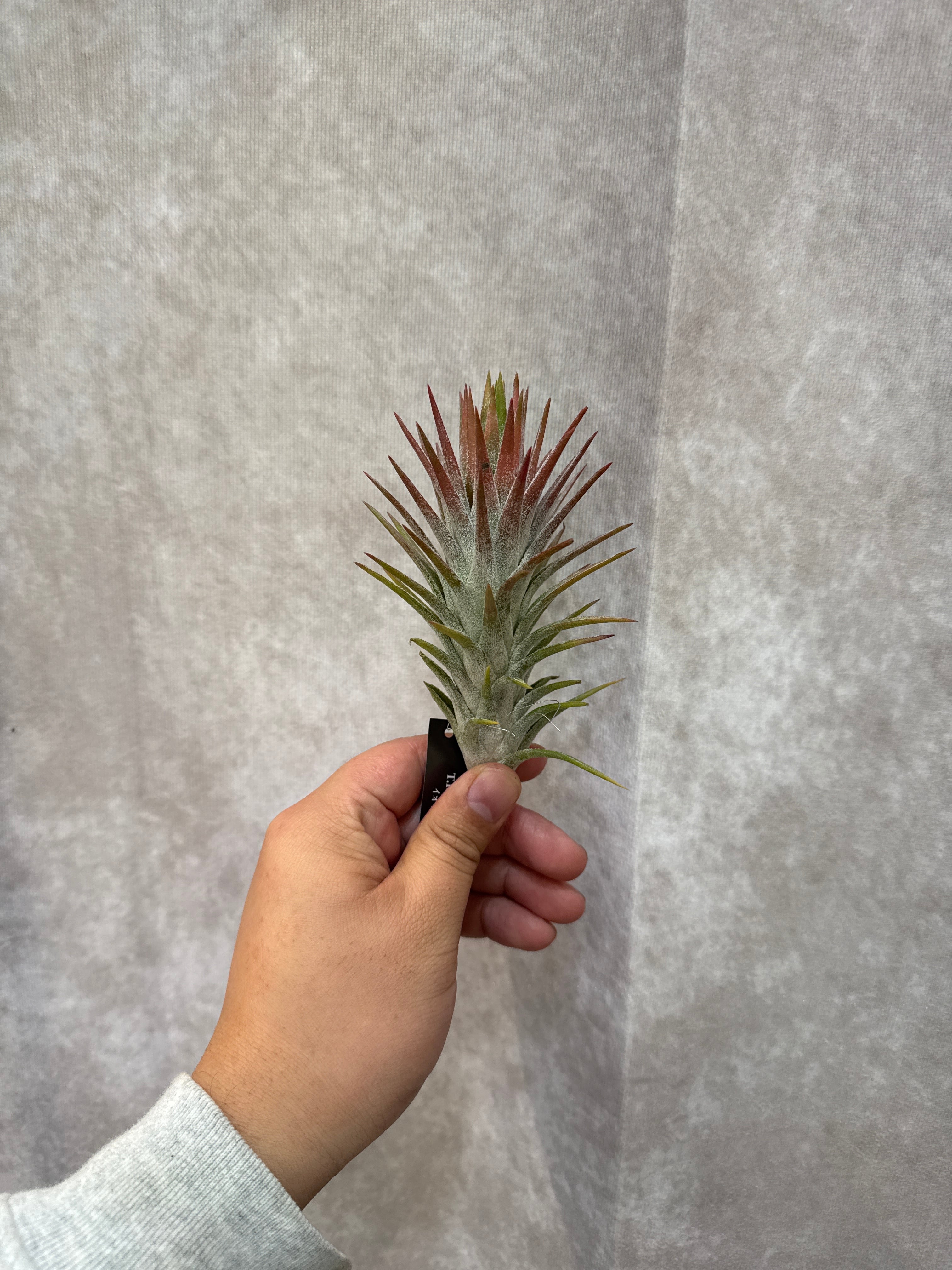 チランジア イオナンタ バンハイニンギー / T.Ionantha var' Van