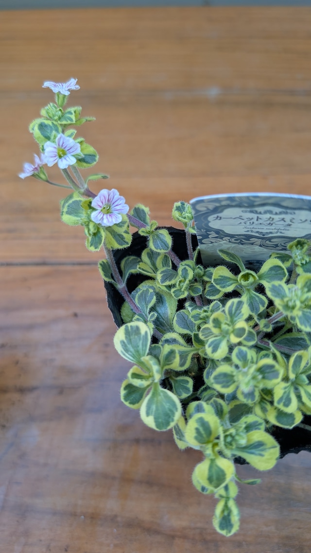 斑入りセラスチオイデス 『カーペットかすみ草』 バリエガータ　3号ポット　1苗