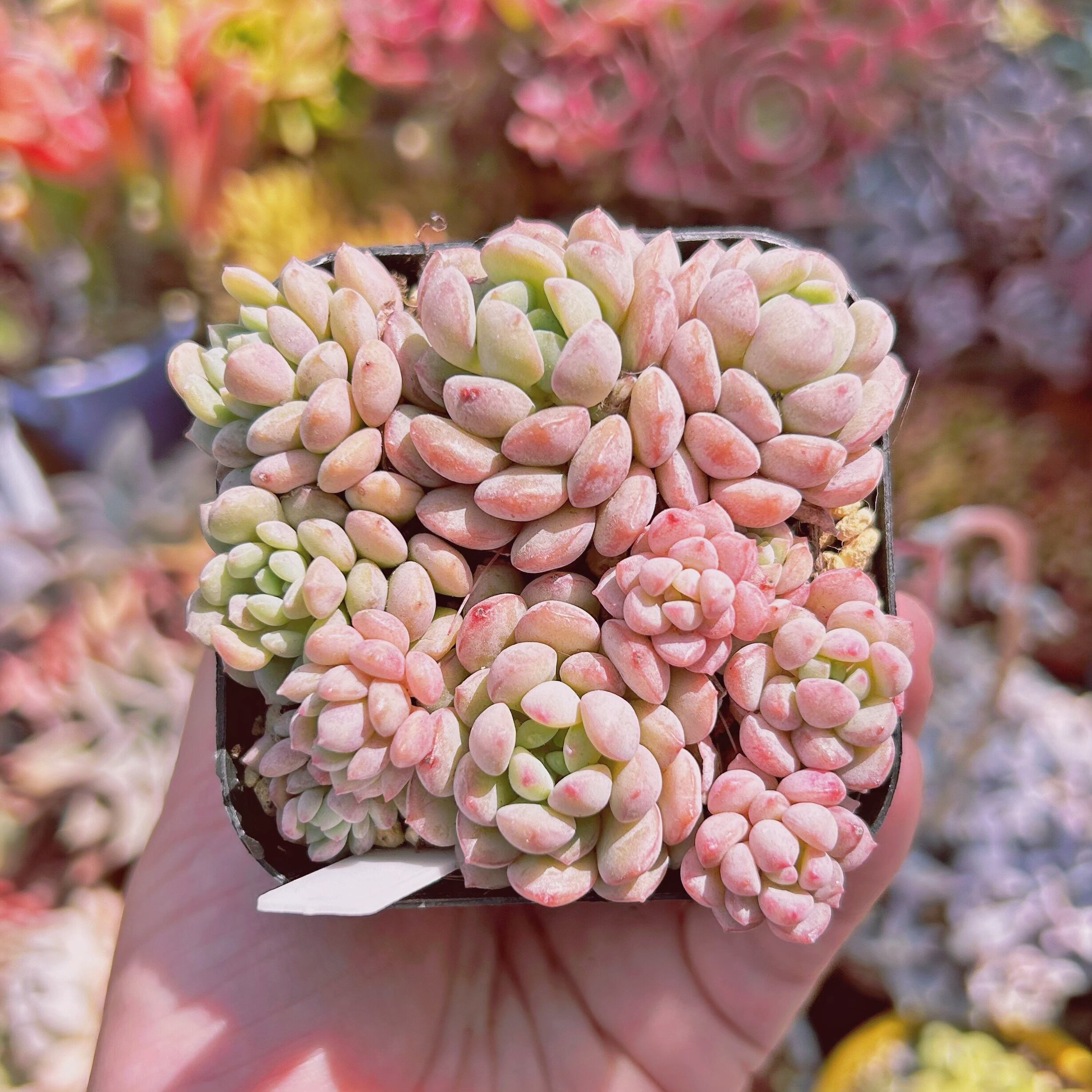 現物　多肉植物　萌豆　鉢のまま発送