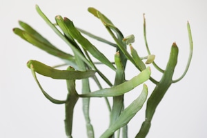 ユーフォルビア キシロピロイデス/Euphorbia triangularis　※陶器鉢付き  #水やり頻度が少ない