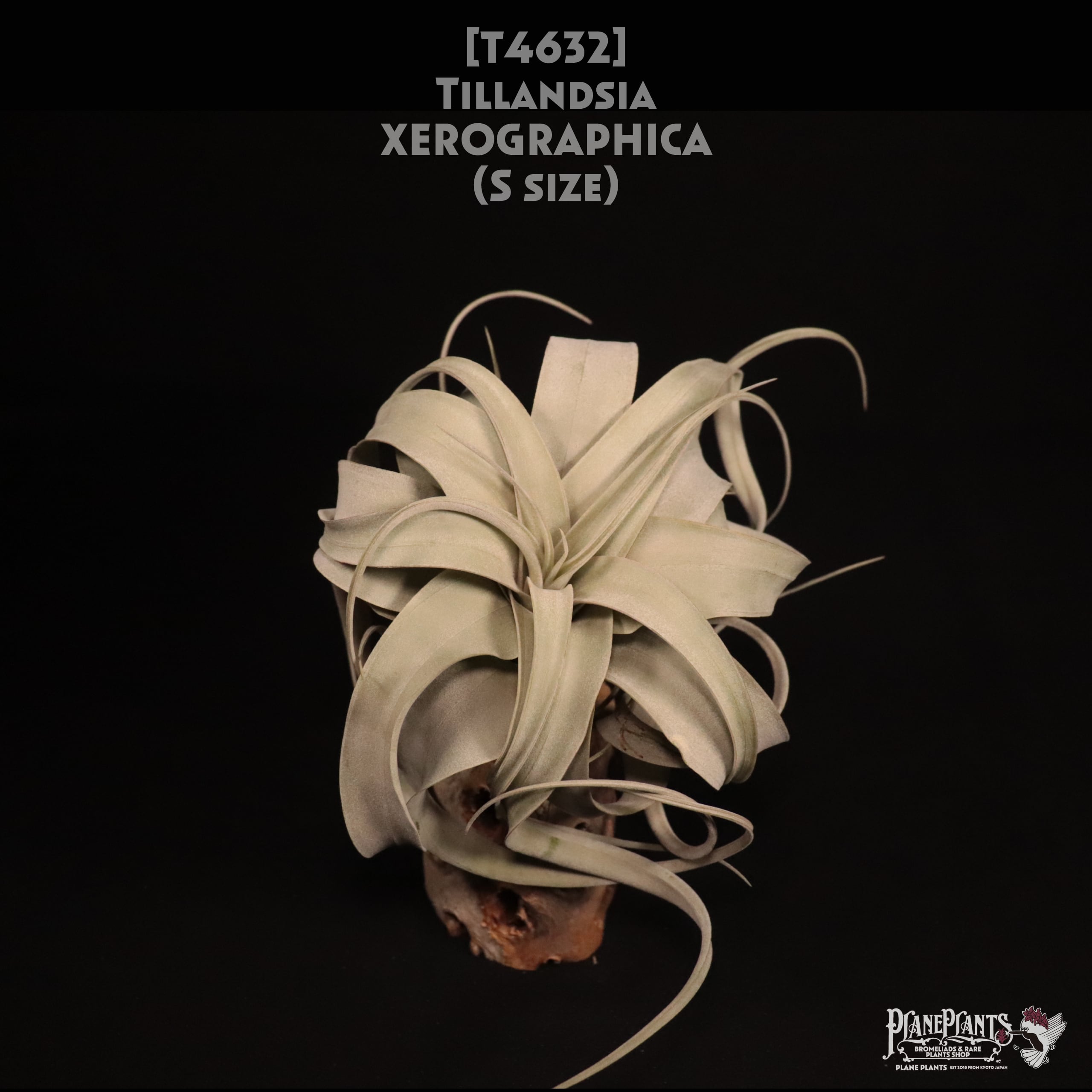 【送料無料】xerographica S〔エアプランツ〕現品発送T4632