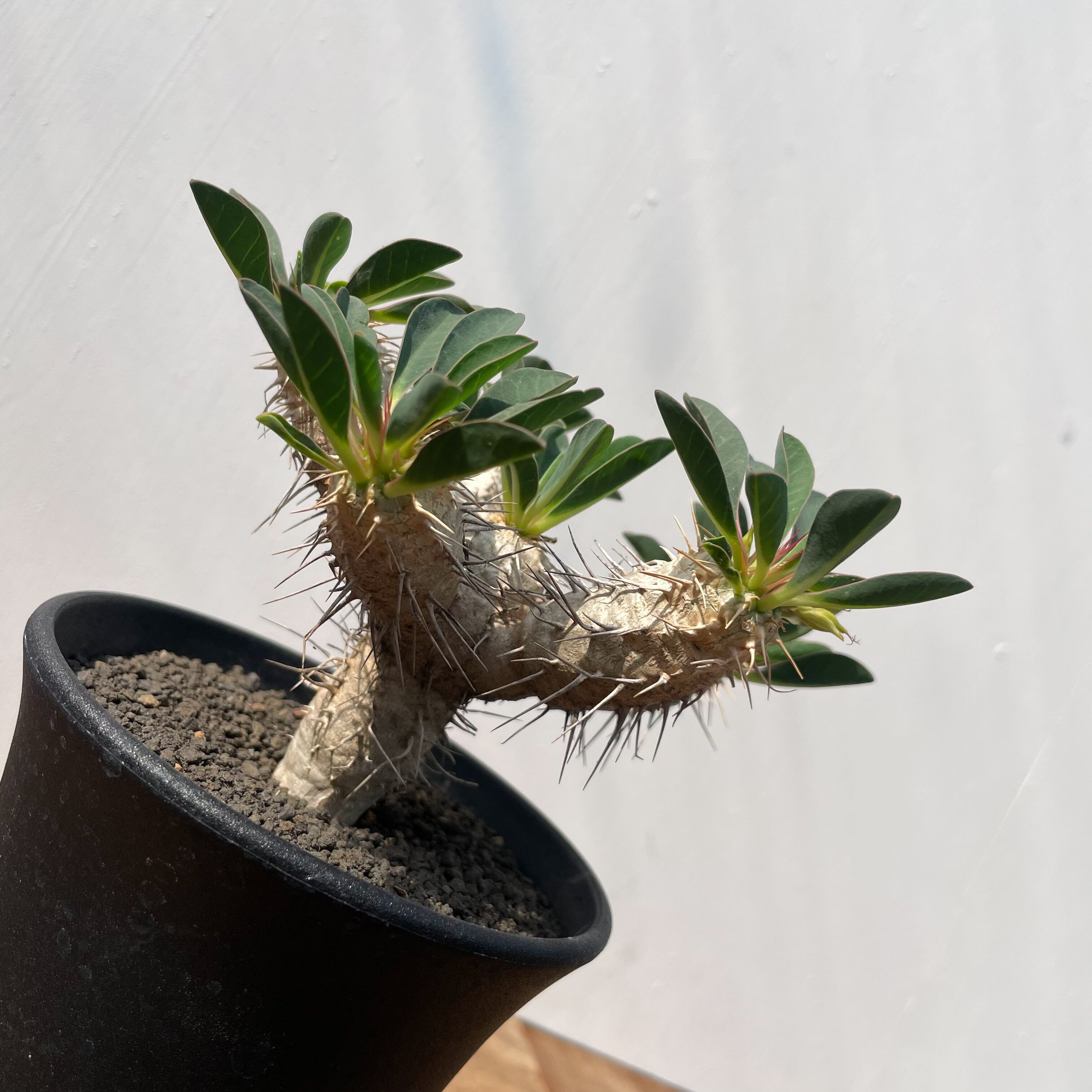 Euphorbia guillauminiana【ユーフォルビア・ギラウミニアナ