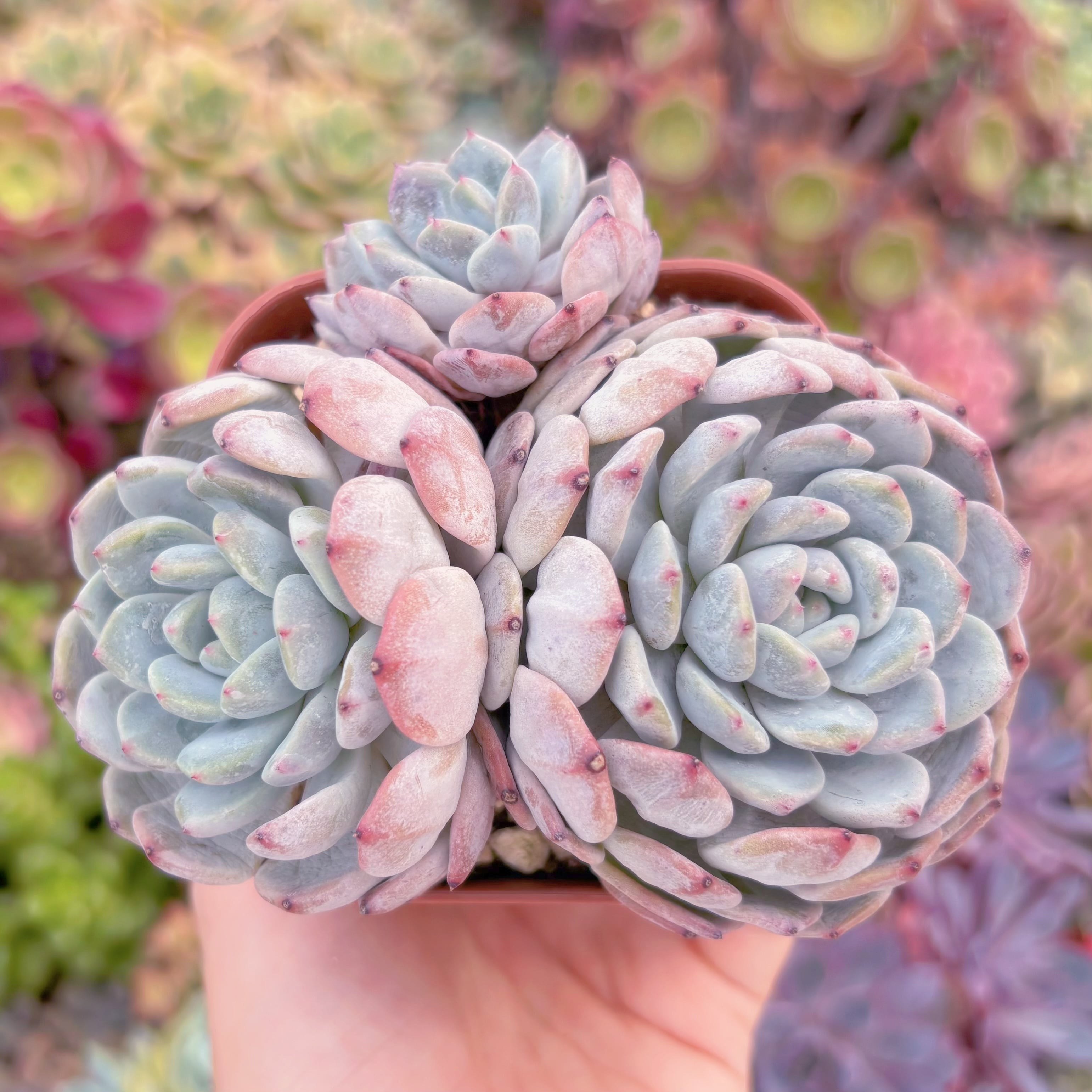 現品　雪爪#F099　群生　るる農園