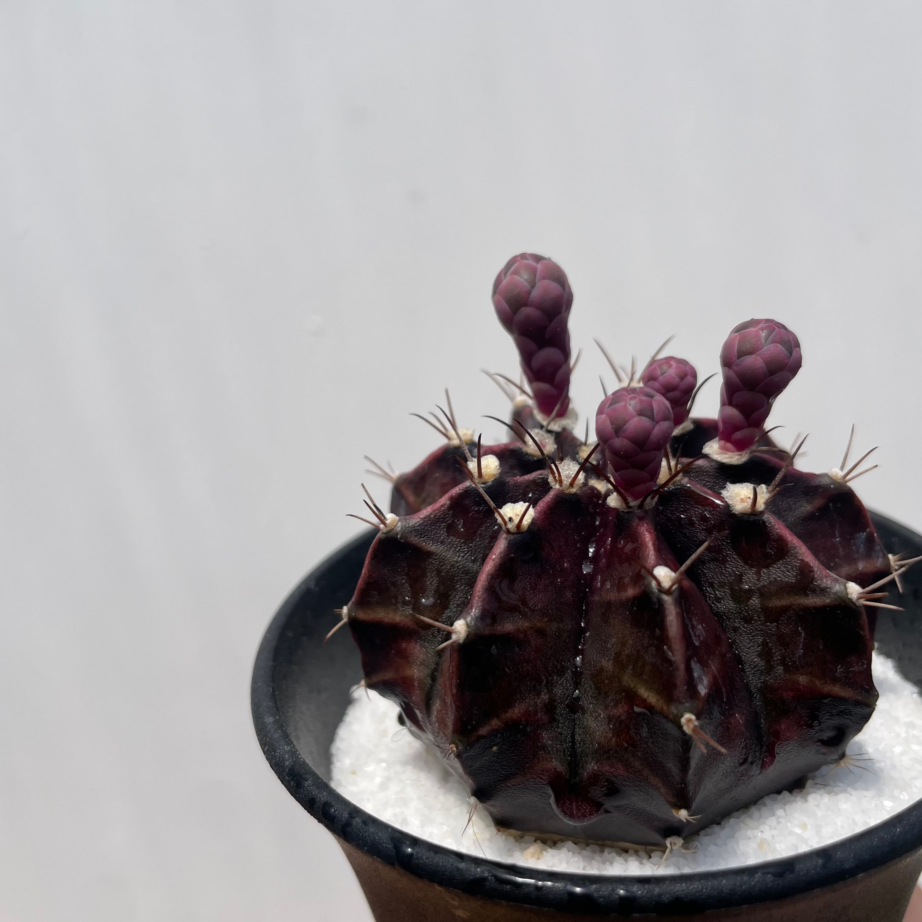Gymnocalycium friedrichii LB hyb【ギムノカリキウム・LB特黒肌
