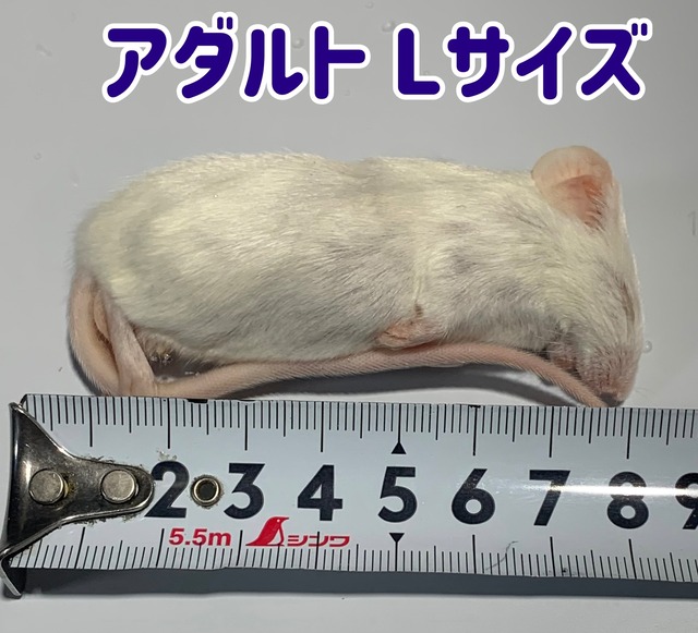 国産冷凍マウス アダルトLサイズ 10匹セット