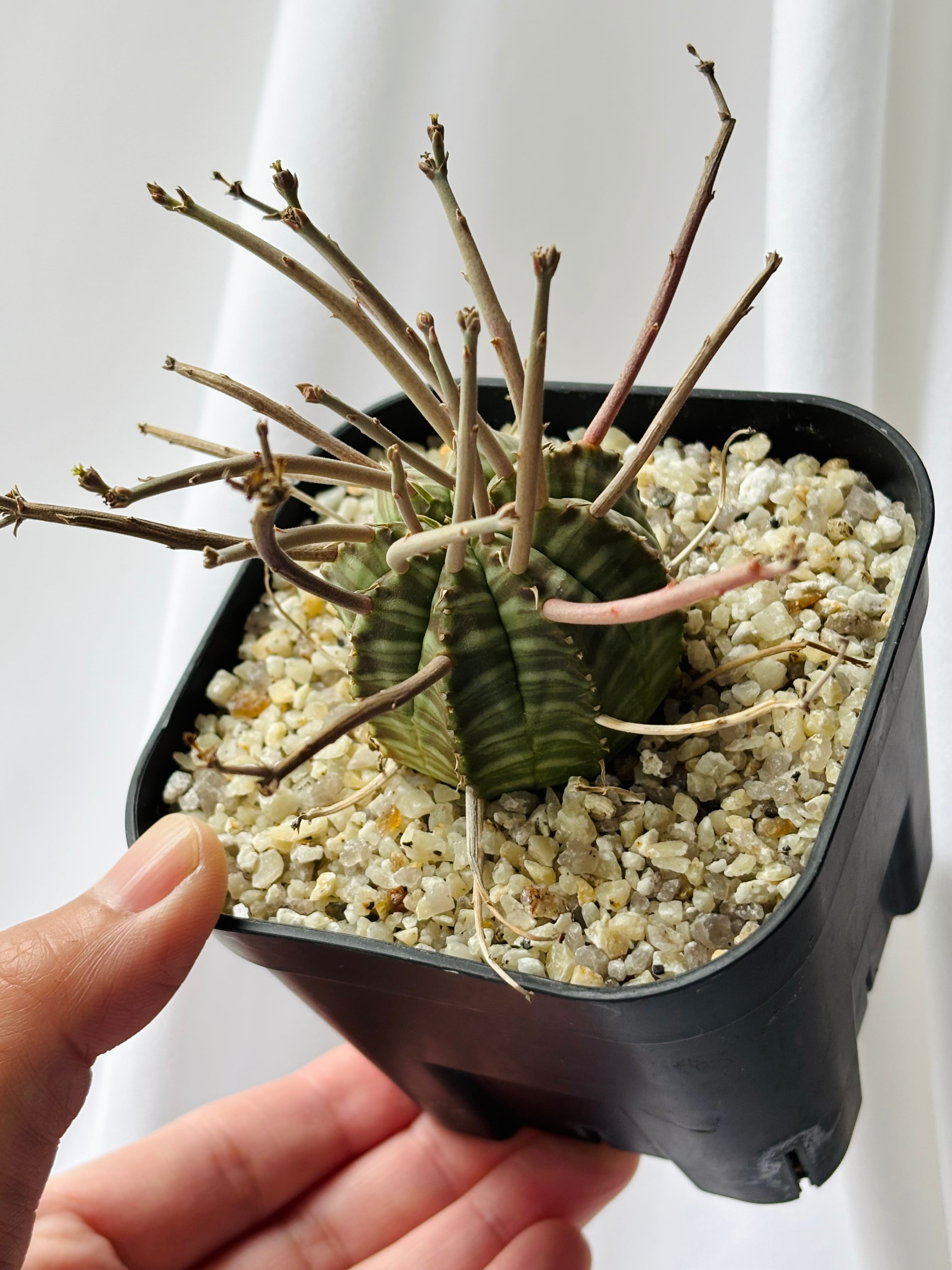 Euphorbia valida ユーフォルビア スーパーバリダ 多肉植物 | plants