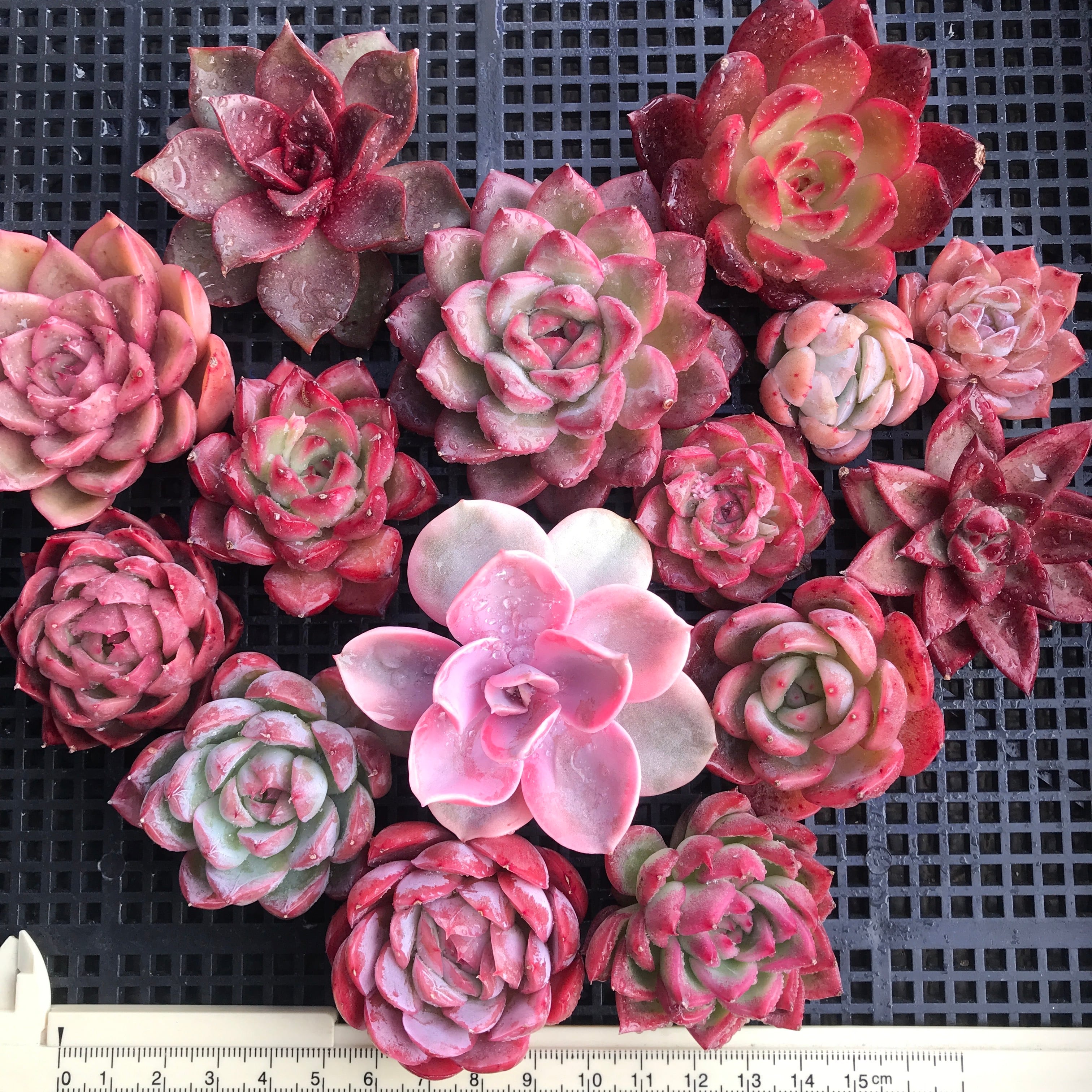 多肉植物 グリーノビア パープルローズ 抜き苗3-4cm 4株 多肉植物 グリーノビア パープルローズ 抜き苗3-4cm 4株