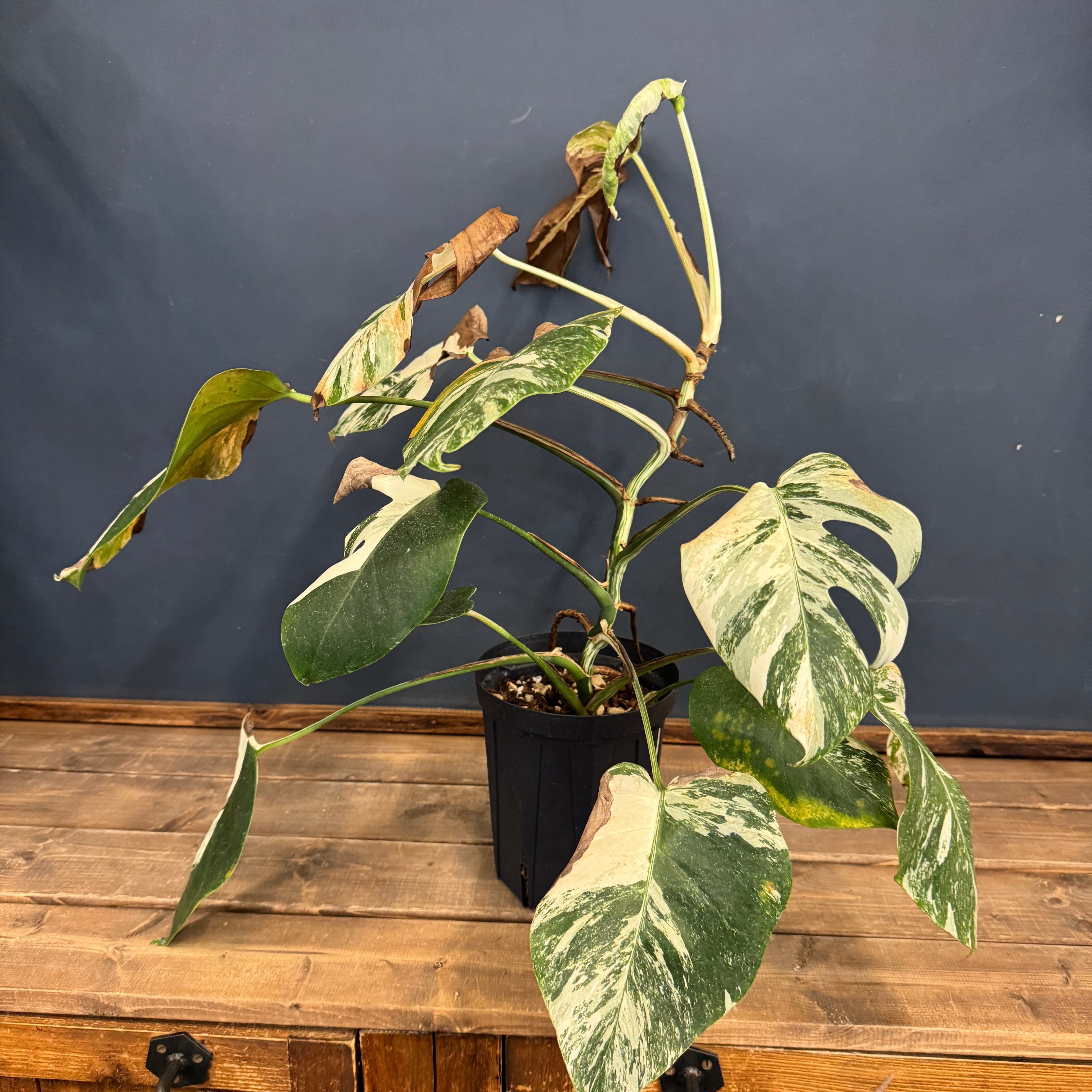 クリアランス】モンステラ ホワイトタイガー (ボルシギアナ)【549