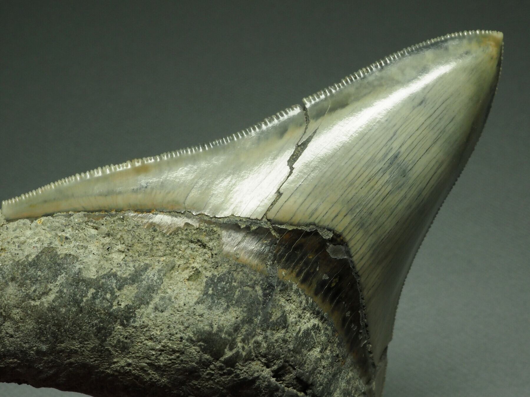 人気のブラック！メガロドンの歯【Carcharocles megalodon】【107mm