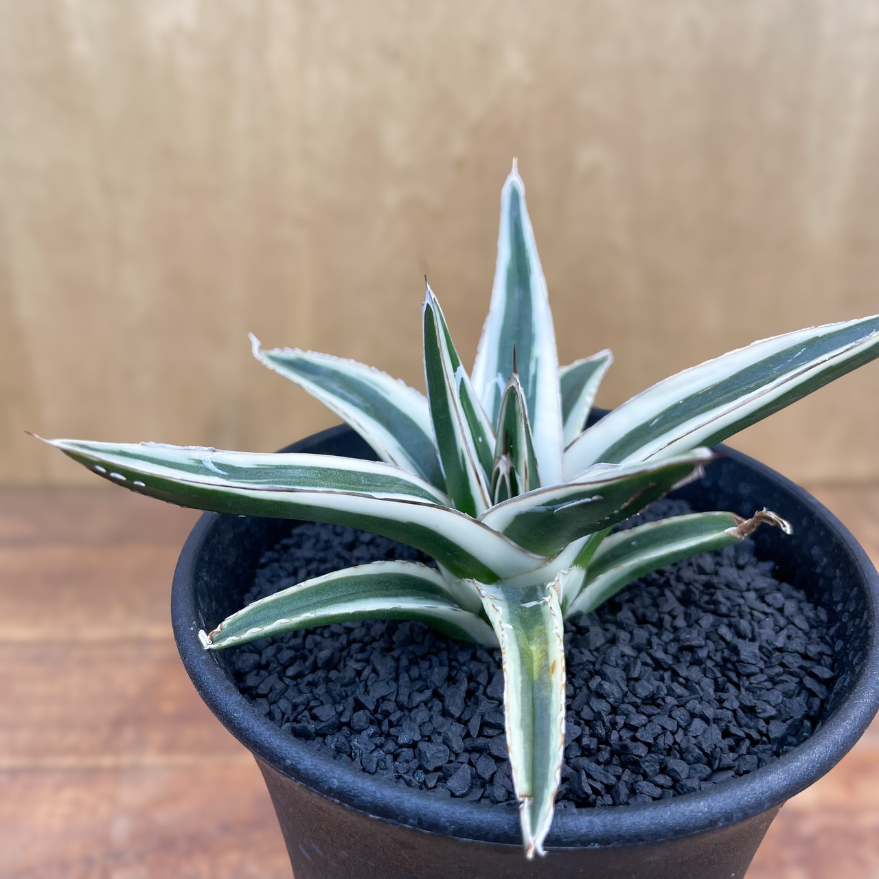 Agave victoriae-reginae 'Setsuzan'【雪山】