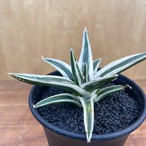 Agave victoriae-reginae 'Setsuzan'【雪山】